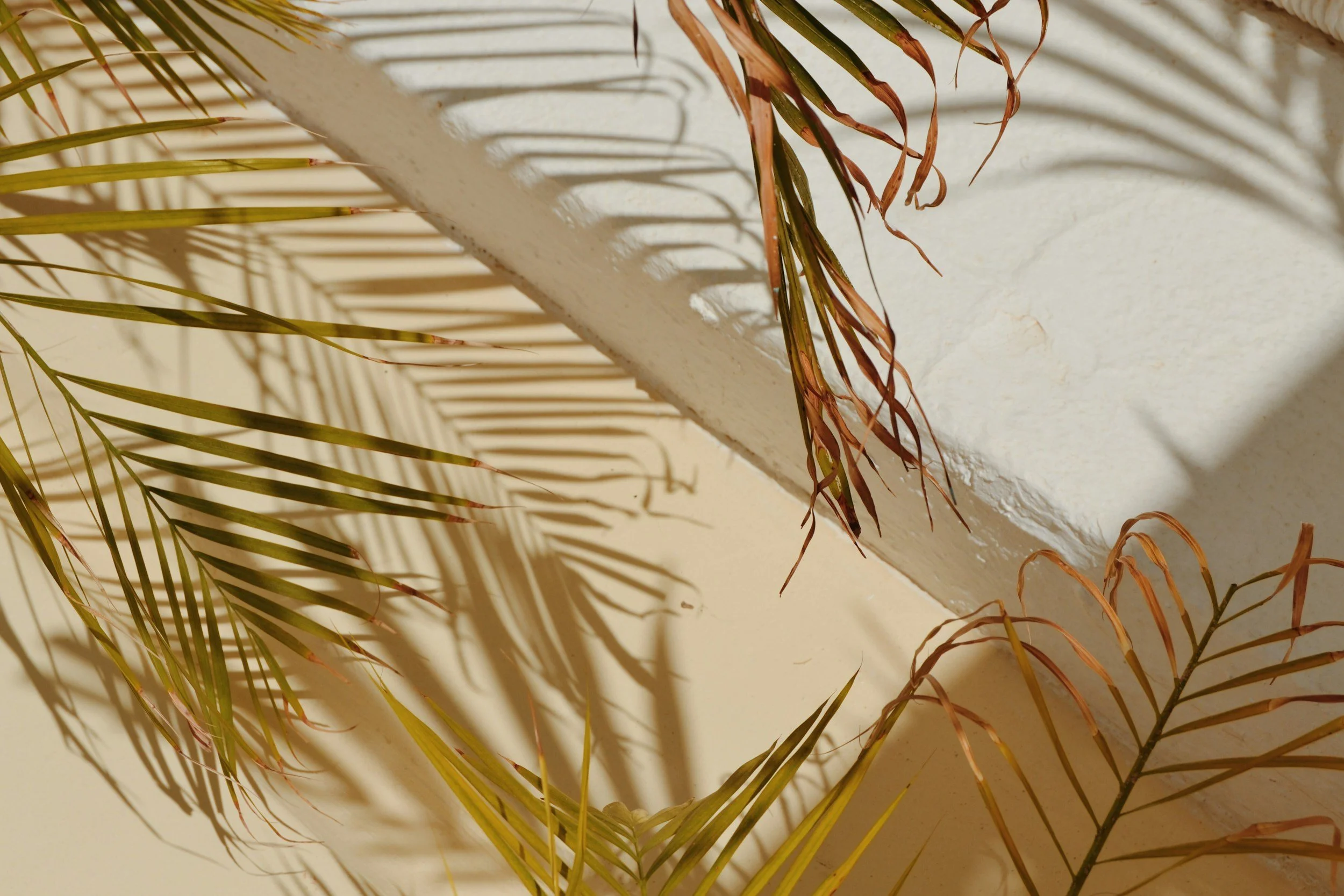 Sunlight casting shadows of dried palm leaves and fronds on a white wall