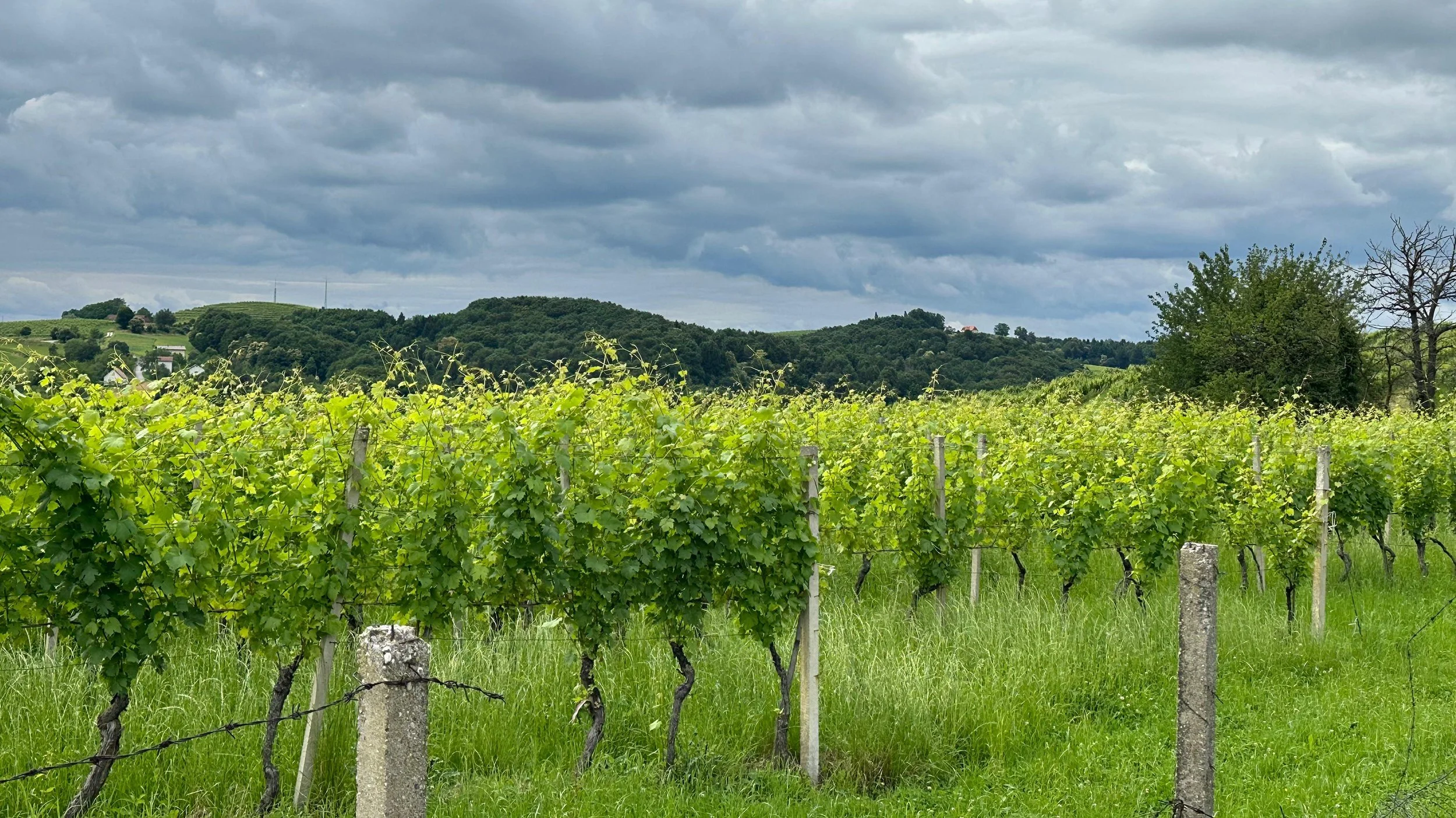 Gönc Winery