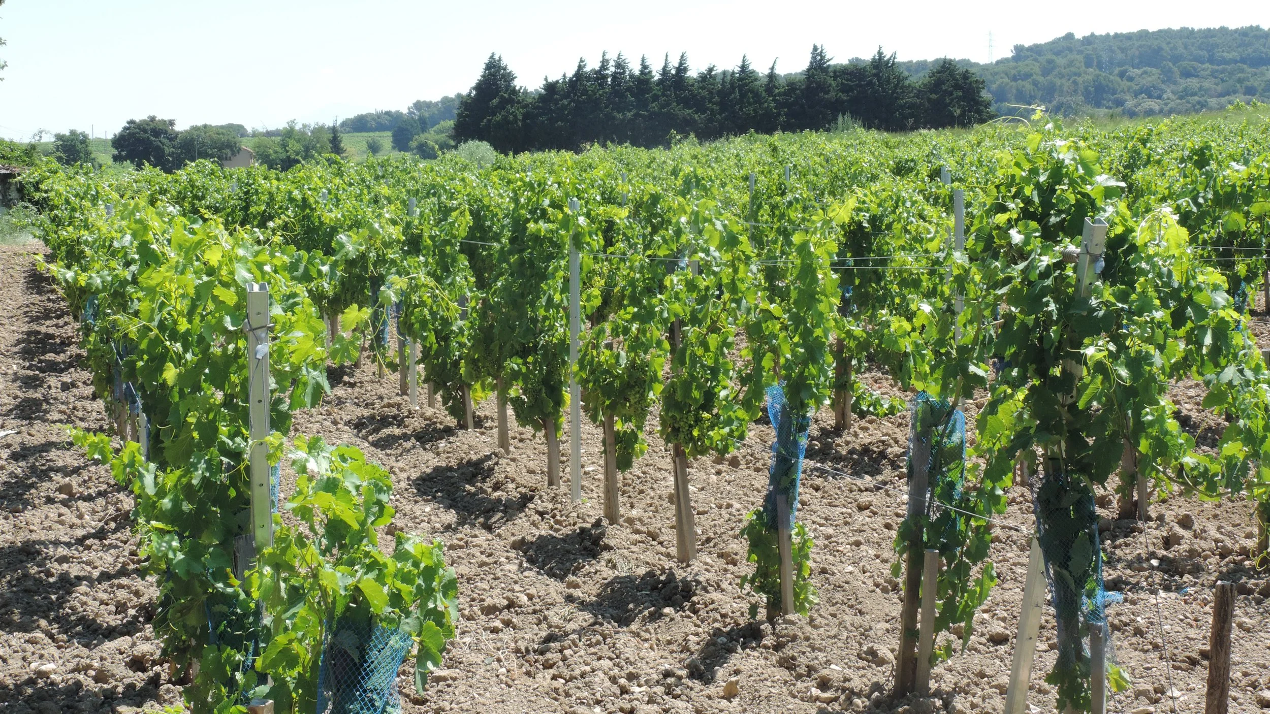 Domaine de Châteaumar