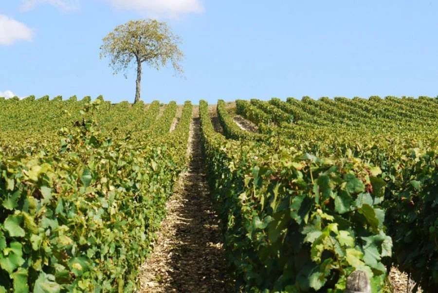 Vineyard with rows of grapevines and a solitary tree on a hill under a blue sky.