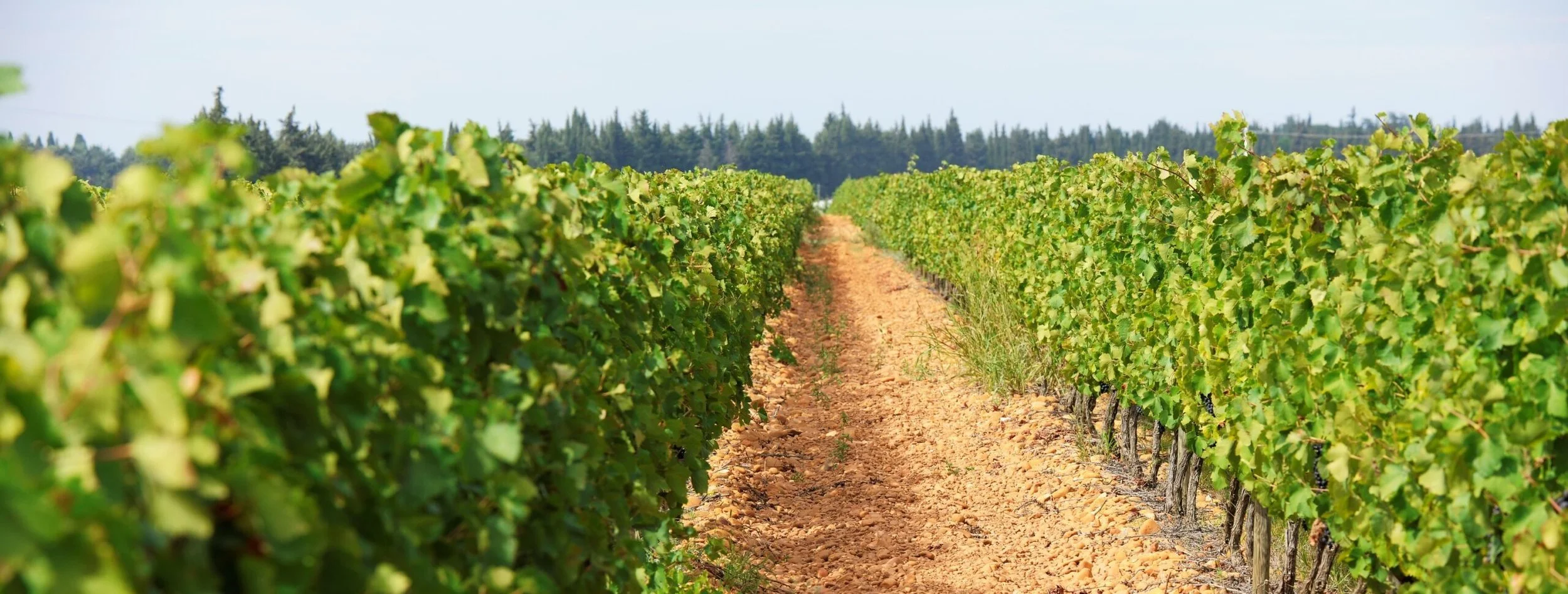 Vineyard with rows of grapevines on either side of a dirt pathway under a clear sky.