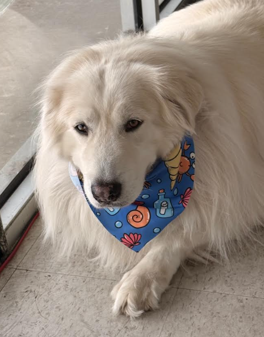 A large white dog with a blue bandana featuring colorful seashells and drinks, lying on a tiled floor next to a glass door.