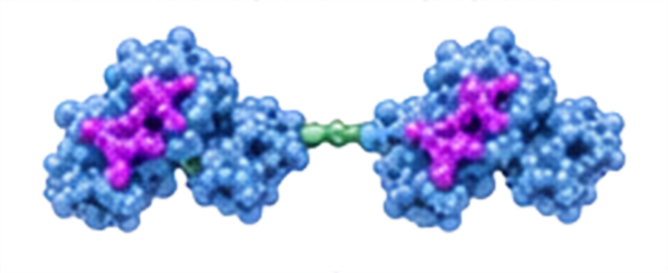 HEX17 - Tandem-linked CBM