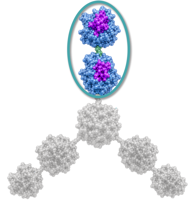 A molecular diagram showing the structure of sialic acid-binding modules, with components labeled and color-coded, including a tandem sialic acid-binding module in the center.