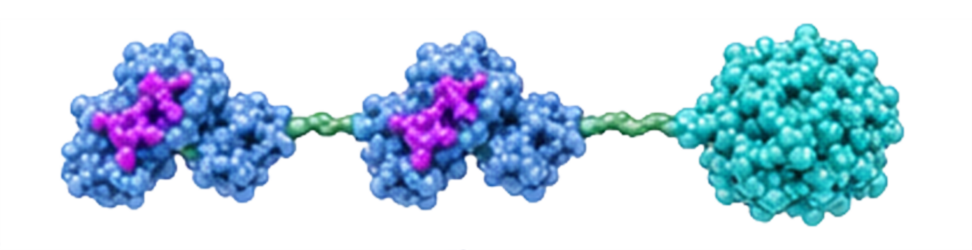 HEX17 - Trimerization Domain Fusion