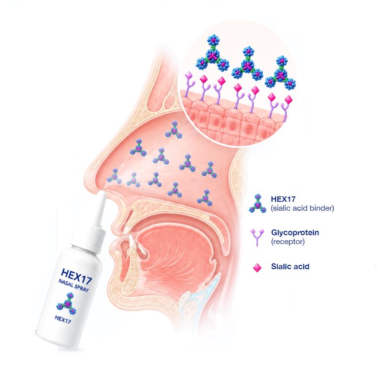 HEX17 Mechanism of Action - Nasal Spray - Broad protection against respiratory viruses