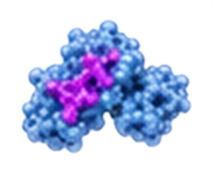 HEX17 - Single sialic acid-binding module (CBM)