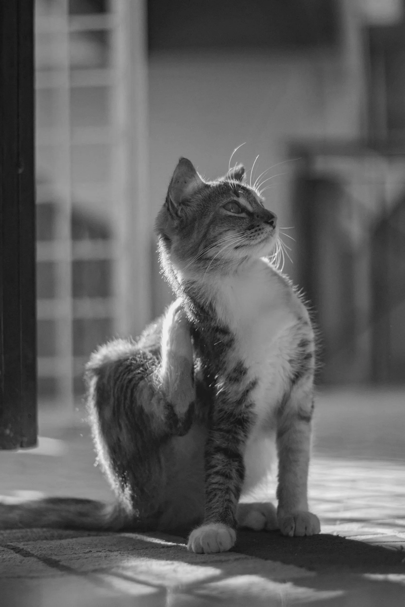five-star-cat-sitting-in-home-pet-care-