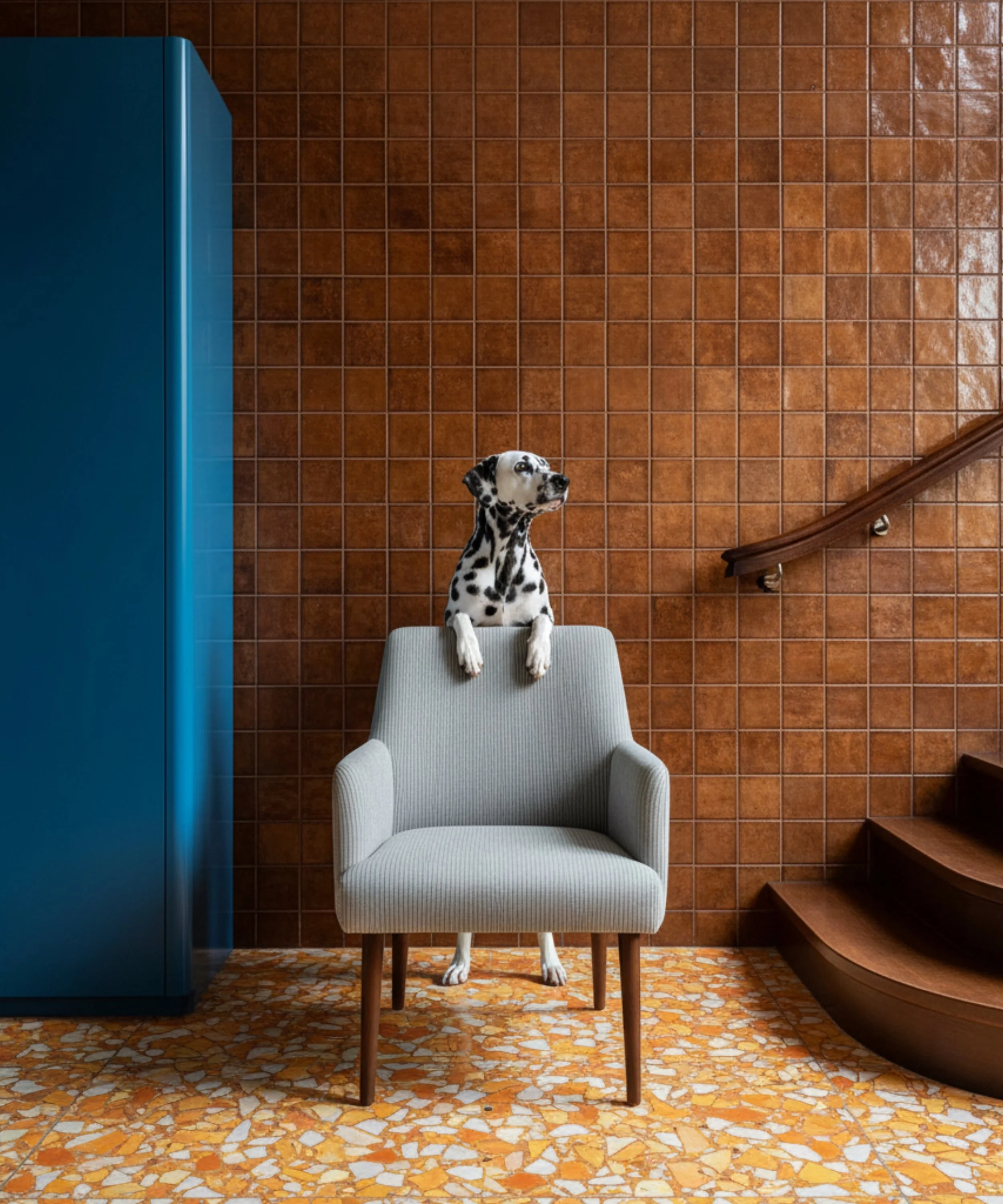 In home pet sitting of a Dalmatian sitting behind a beige armchair with wooden legs, on a terrazzo floor with a brown tile wall in the background.