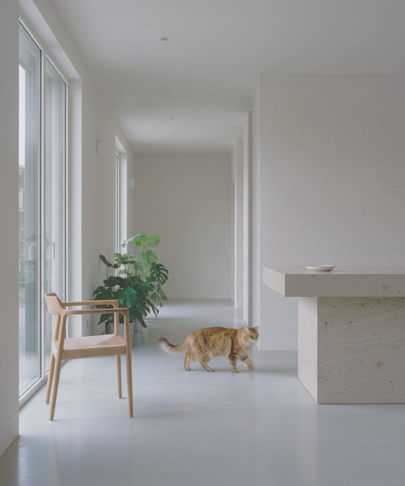 Trusted extended stay pet sitting, in home cat sitter in minimalist modern interior with white walls and floor, large windows, a wooden chair, a green potted plant, a cat walking, and a stone kitchen island.