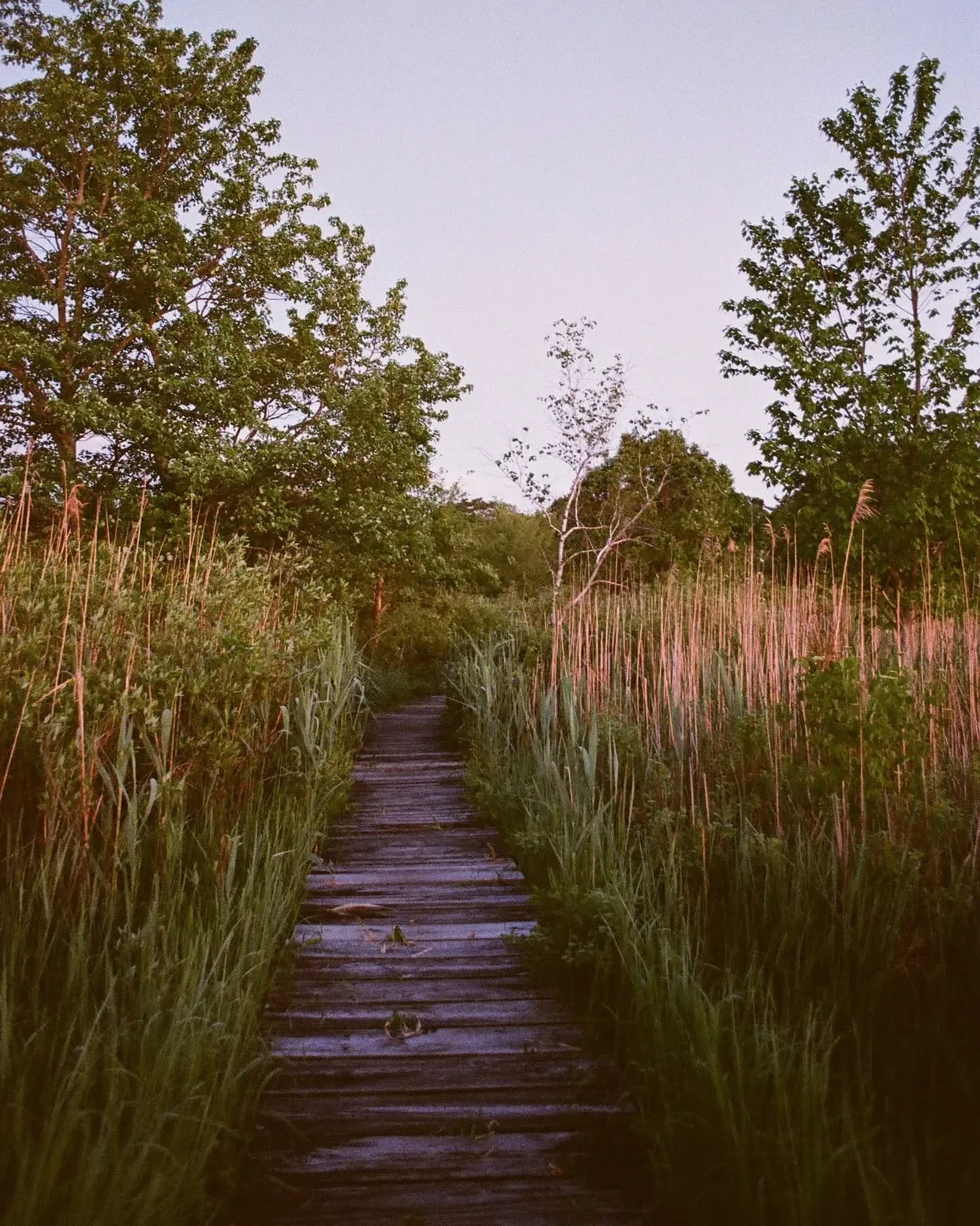 🌓 

📸 #nikonf4 
🎞️ #ultramax