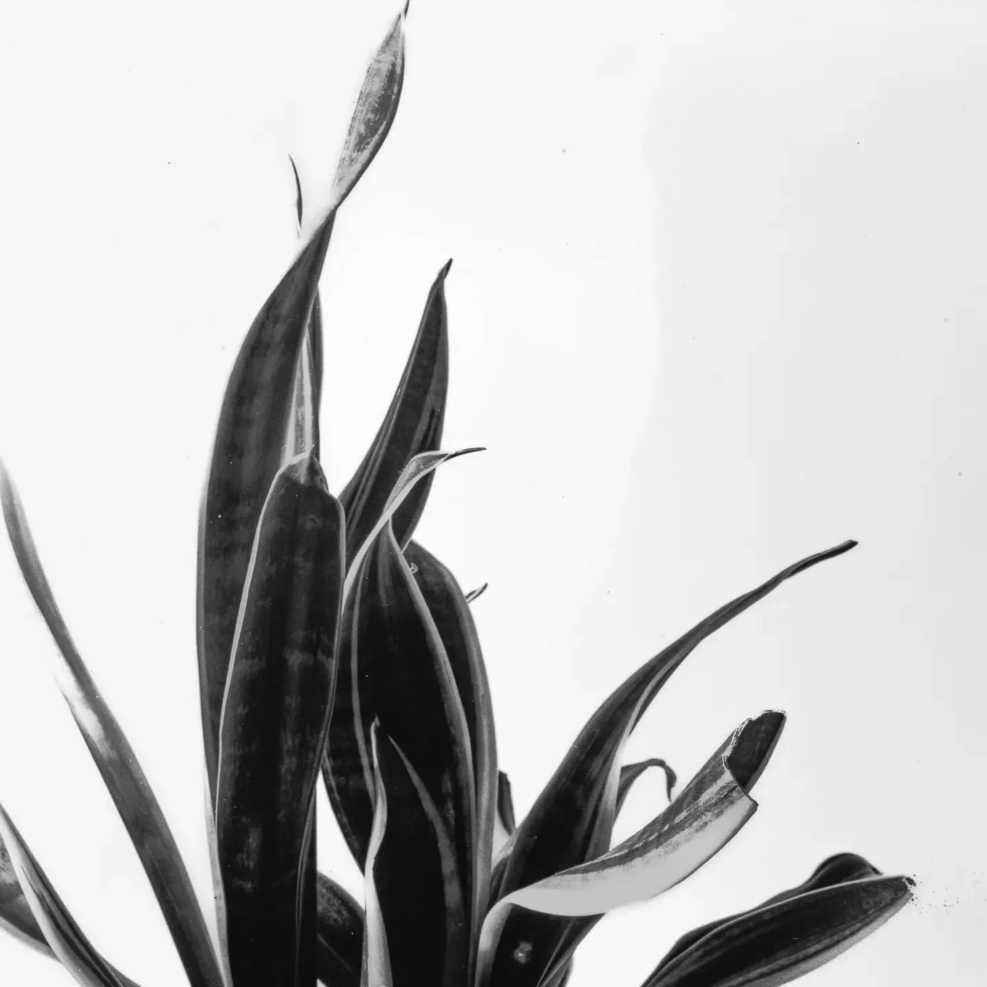 🪴🐍

📸 #pentax67
🎞️ #tmax100 

#kodakprofessional #mediumformat #67 #filmcamera #filmisdead