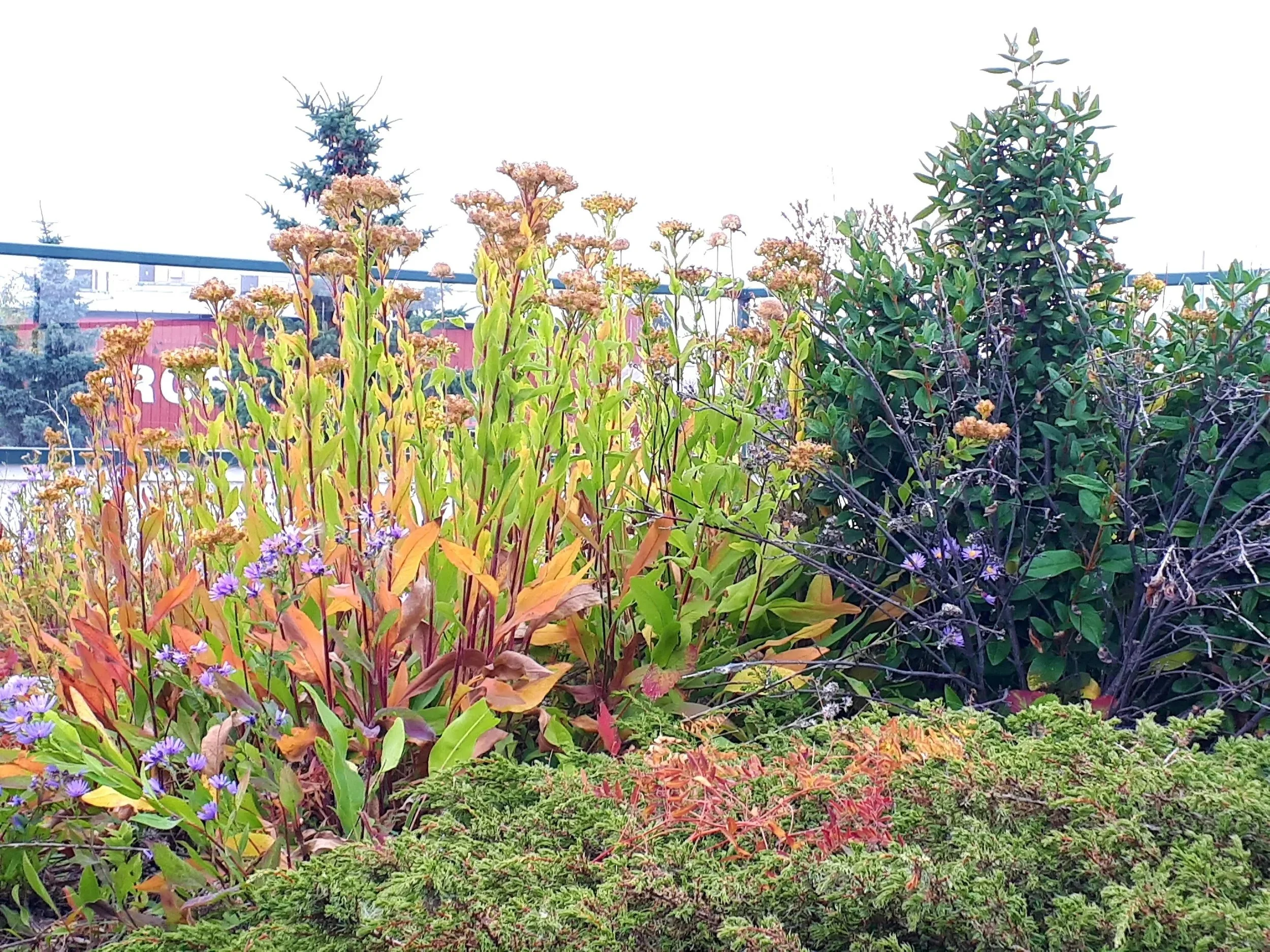 autumn colours on a biodiverse green roof