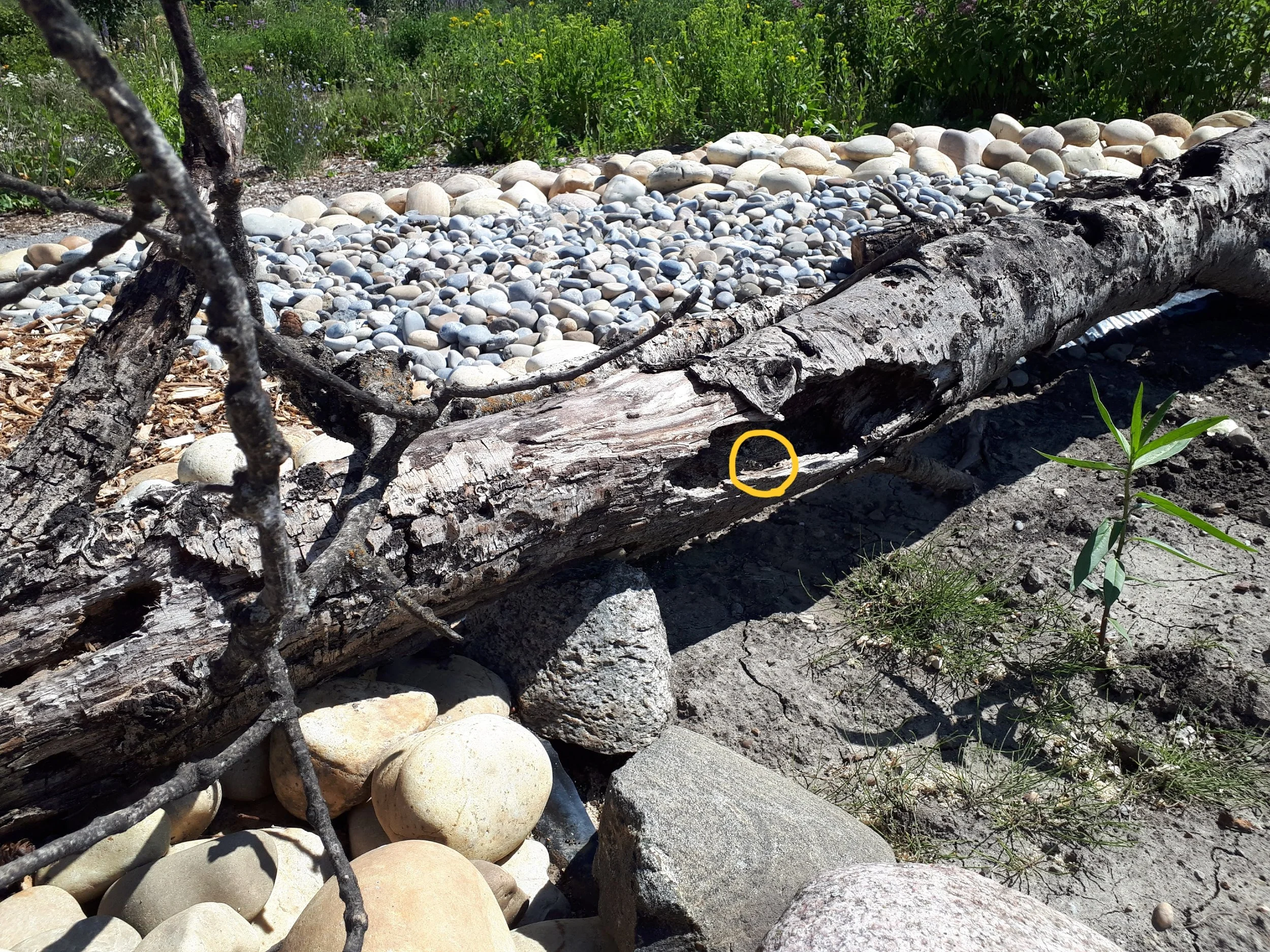 horizontal snag and leaf cutter bee alongside a new rain garden