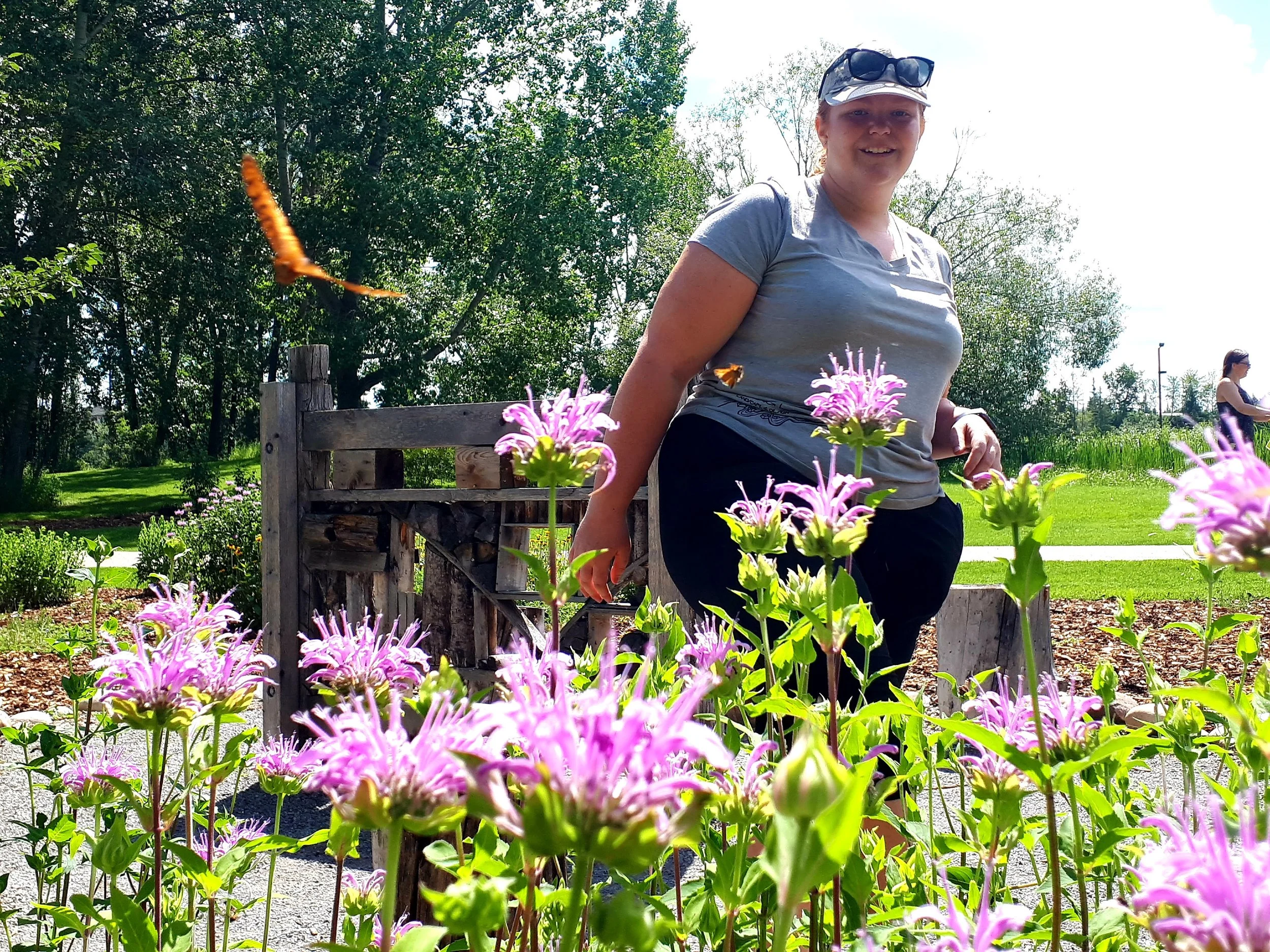 pollinator garden with monarda fistulosa in full bloom 