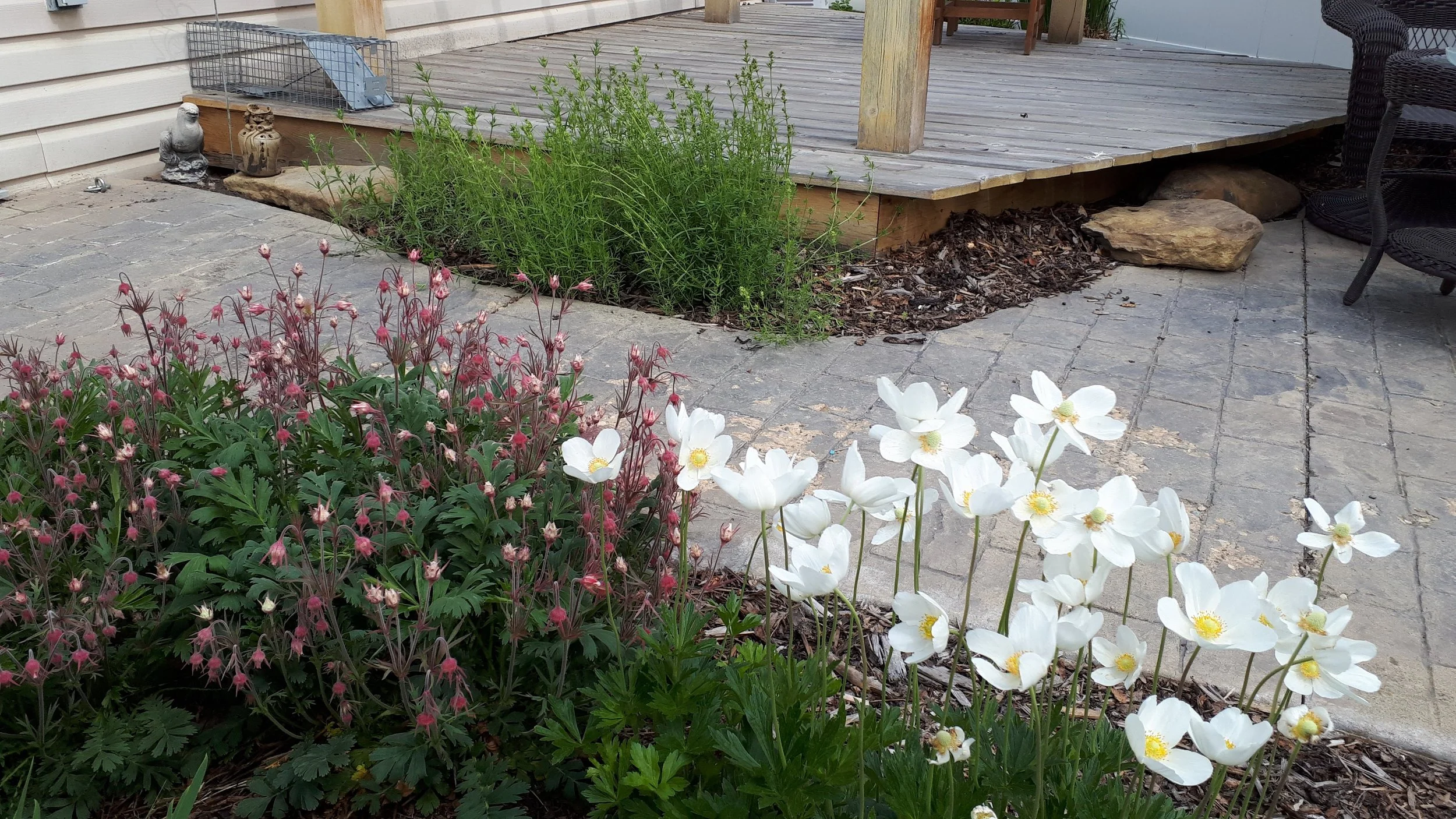 small backyard with aspen parkland native plants 