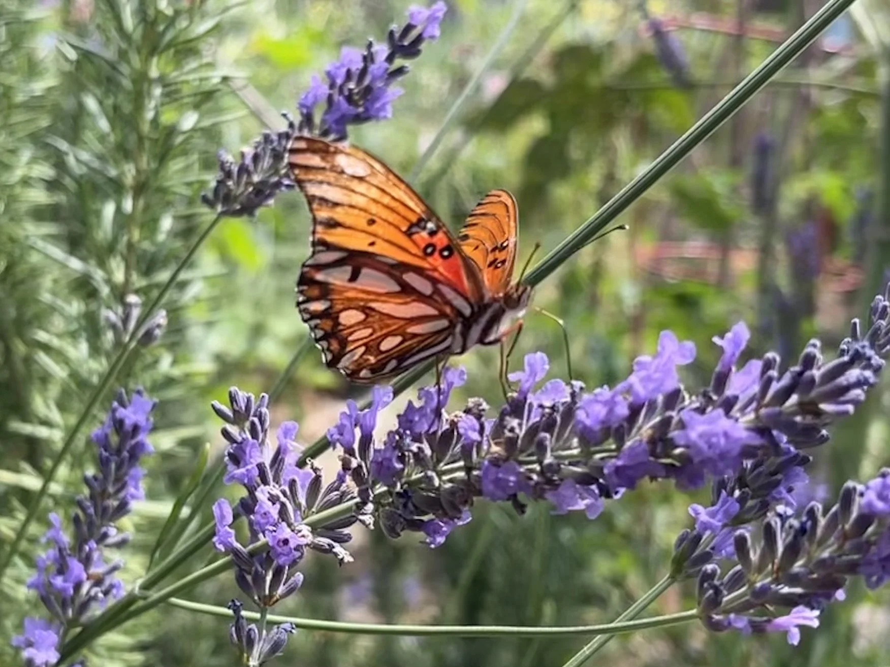 Orange butterfly with black spots on purple lavender flowers in a green garden.