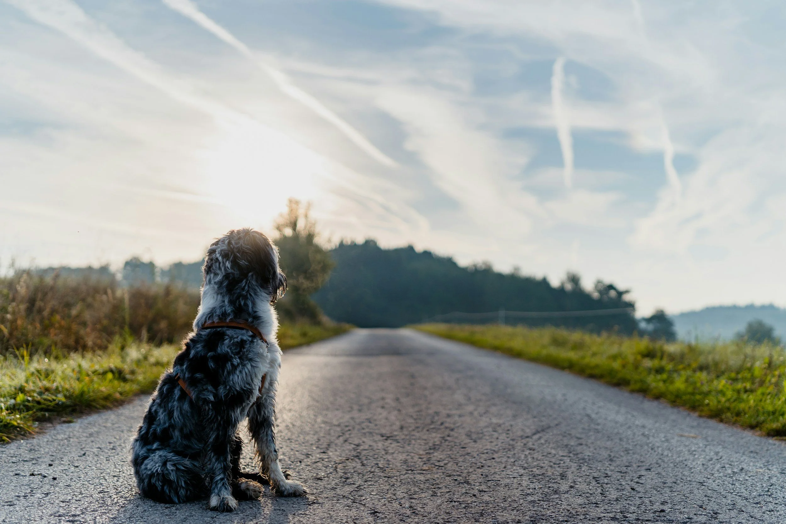 A black and white dog sitting on a rural road under a partly cloudy sky during daytime.