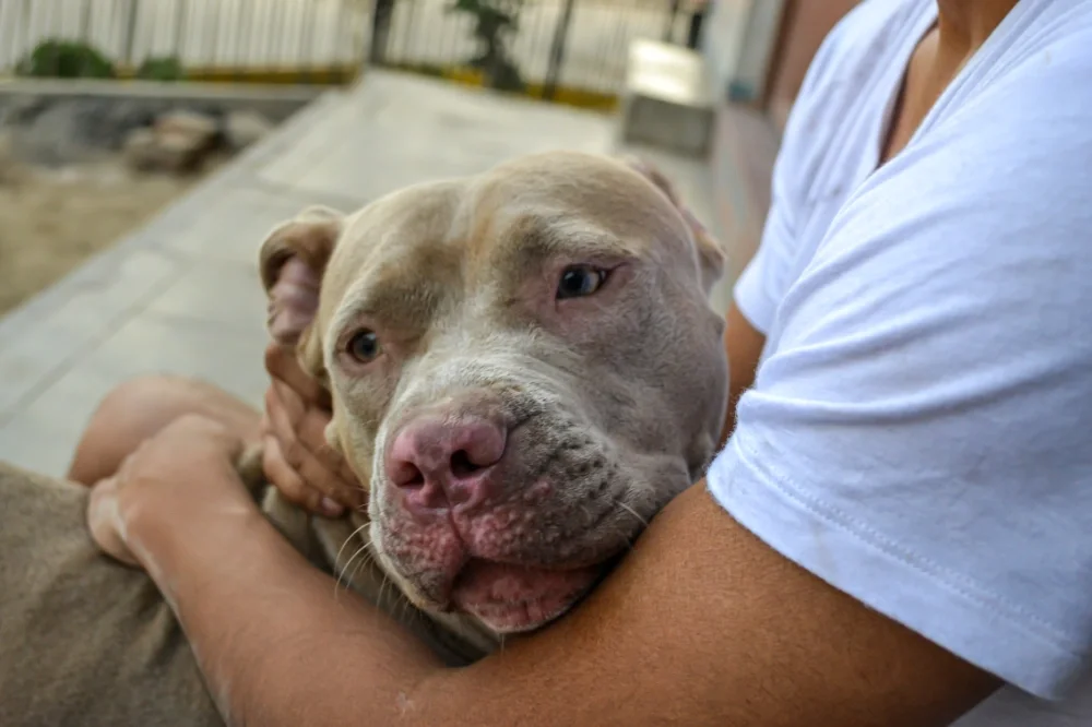 Person holding a large, tan and white pit bull dog with a pink nose, sitting outdoors.