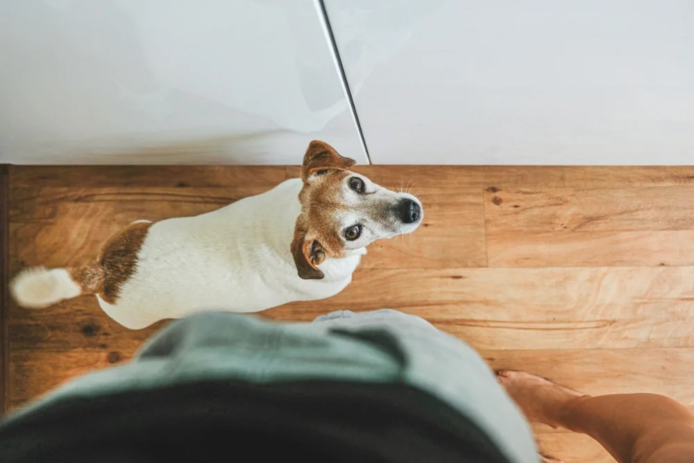 From a top-down view, a person is standing barefoot on a wooden floor next to a white and brown dog looking up at the camera.