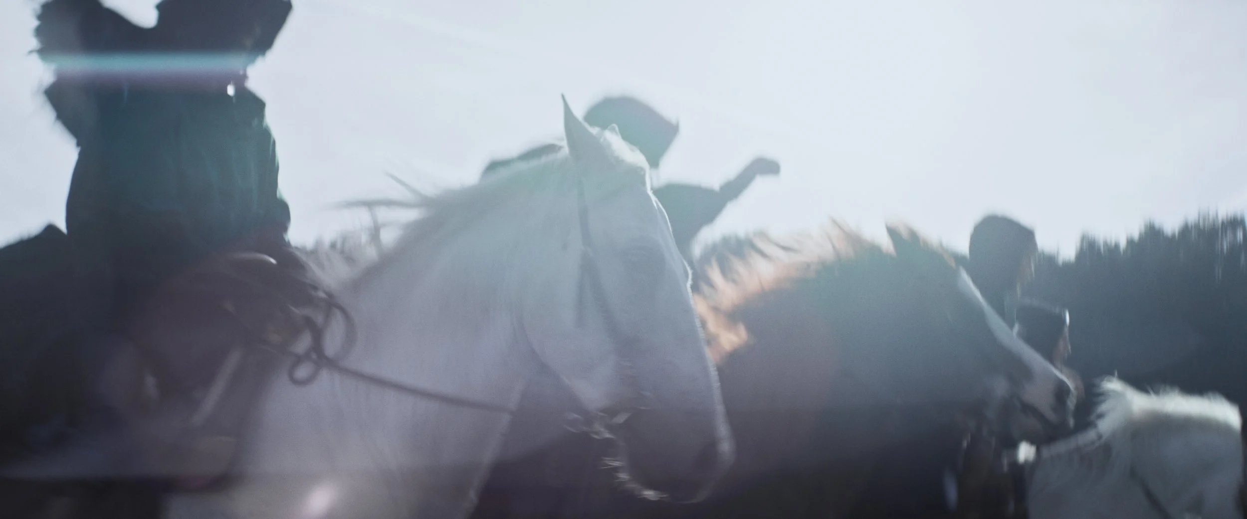 Menschen reiten auf weißen Pferden, im Freien bei Sonnenlicht.