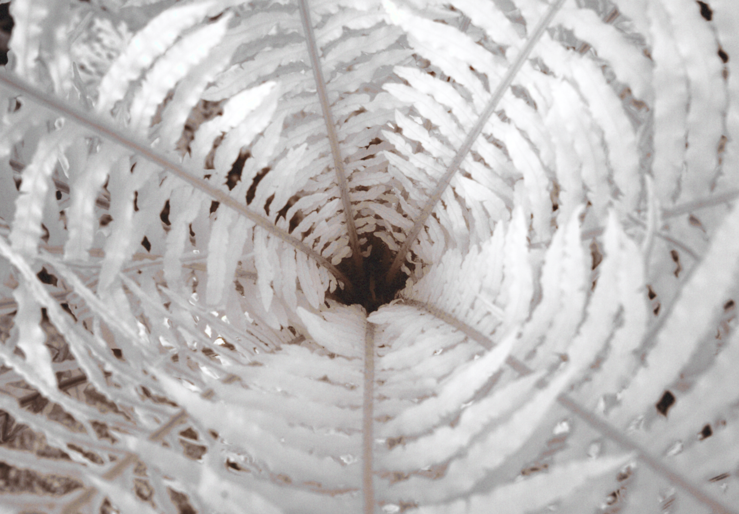 Blick in einen spiralförmigen, weißen Lampenschirm aus Papier mit einer Spitzusale, die nach unten zeigt.
