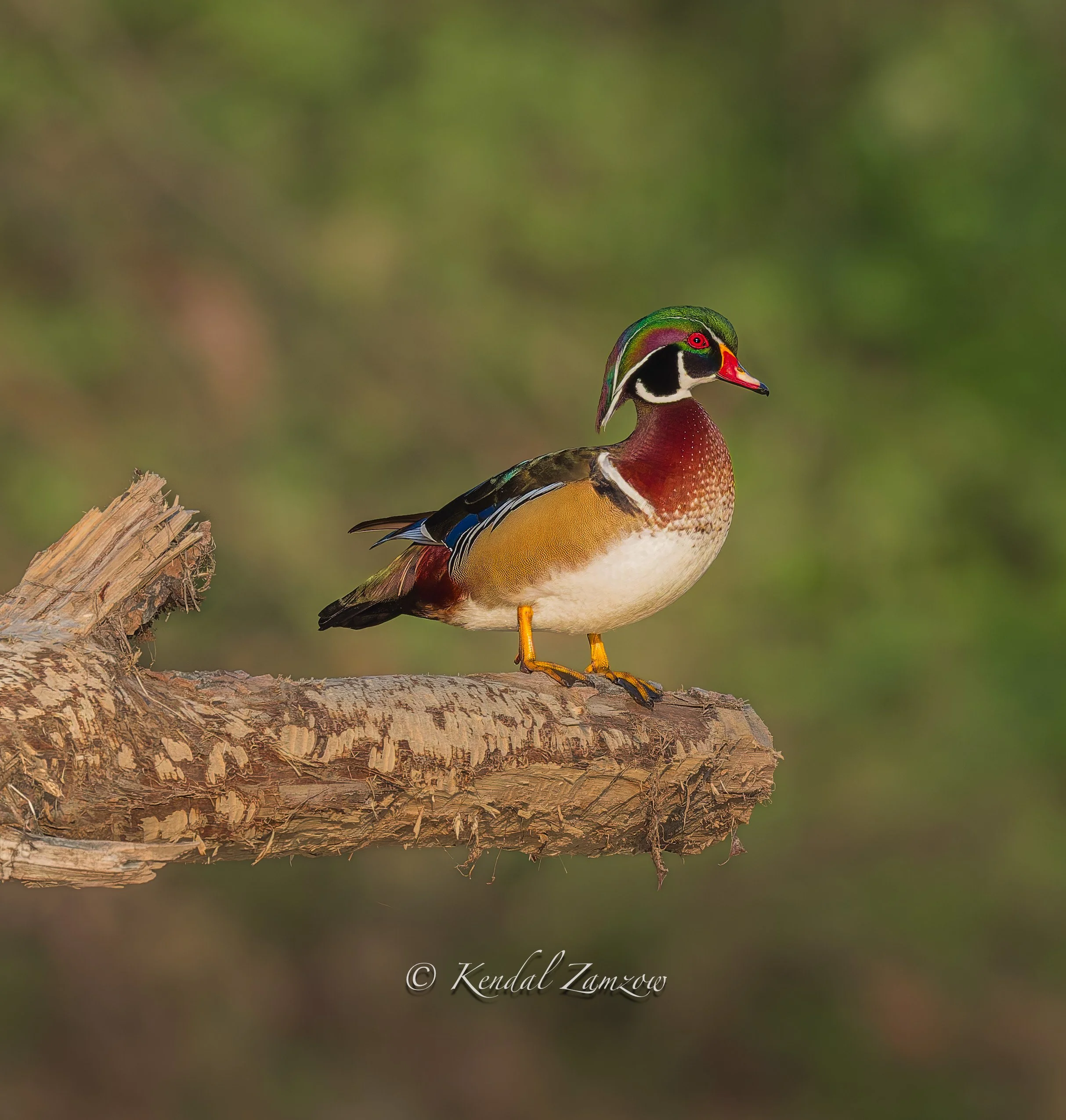 KTZ-April 07, 202600406-DxO_DeepPRIME XD3.jpg