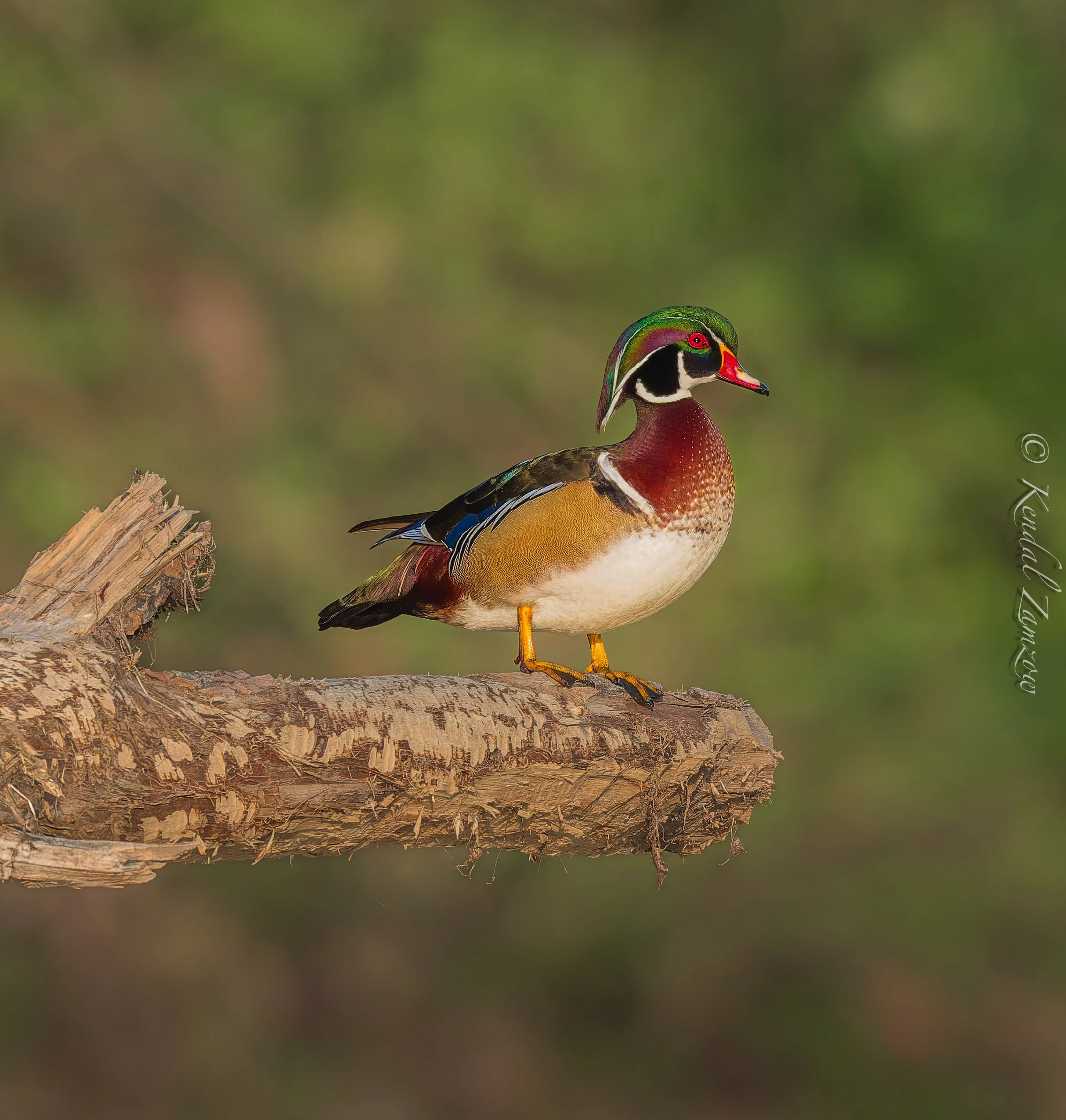 KTZ-April 07, 202600406-DxO_DeepPRIME XD3.jpg