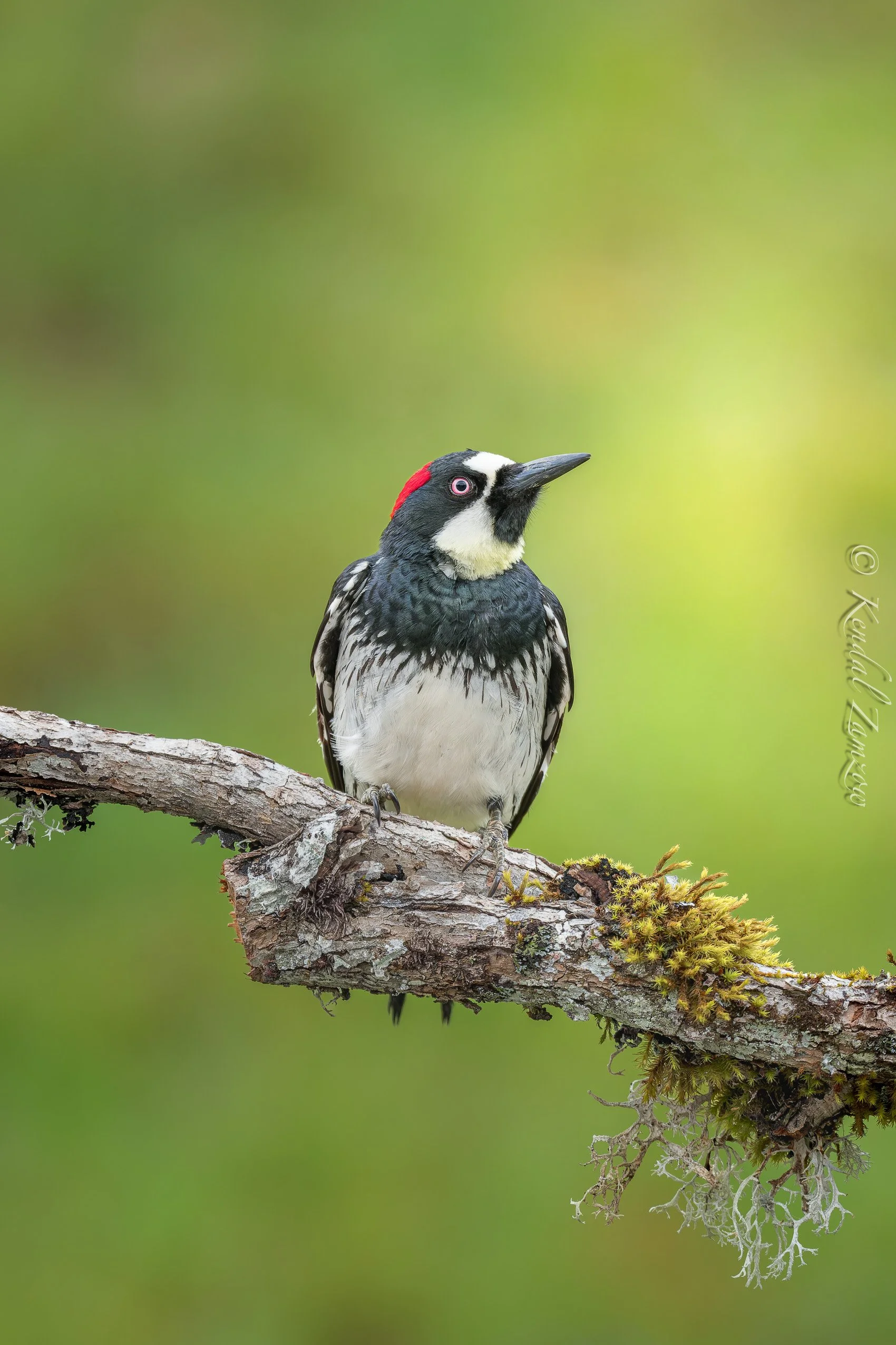 KTZ-April 10, 202600993-DxO_DeepPRIME XD3.jpg