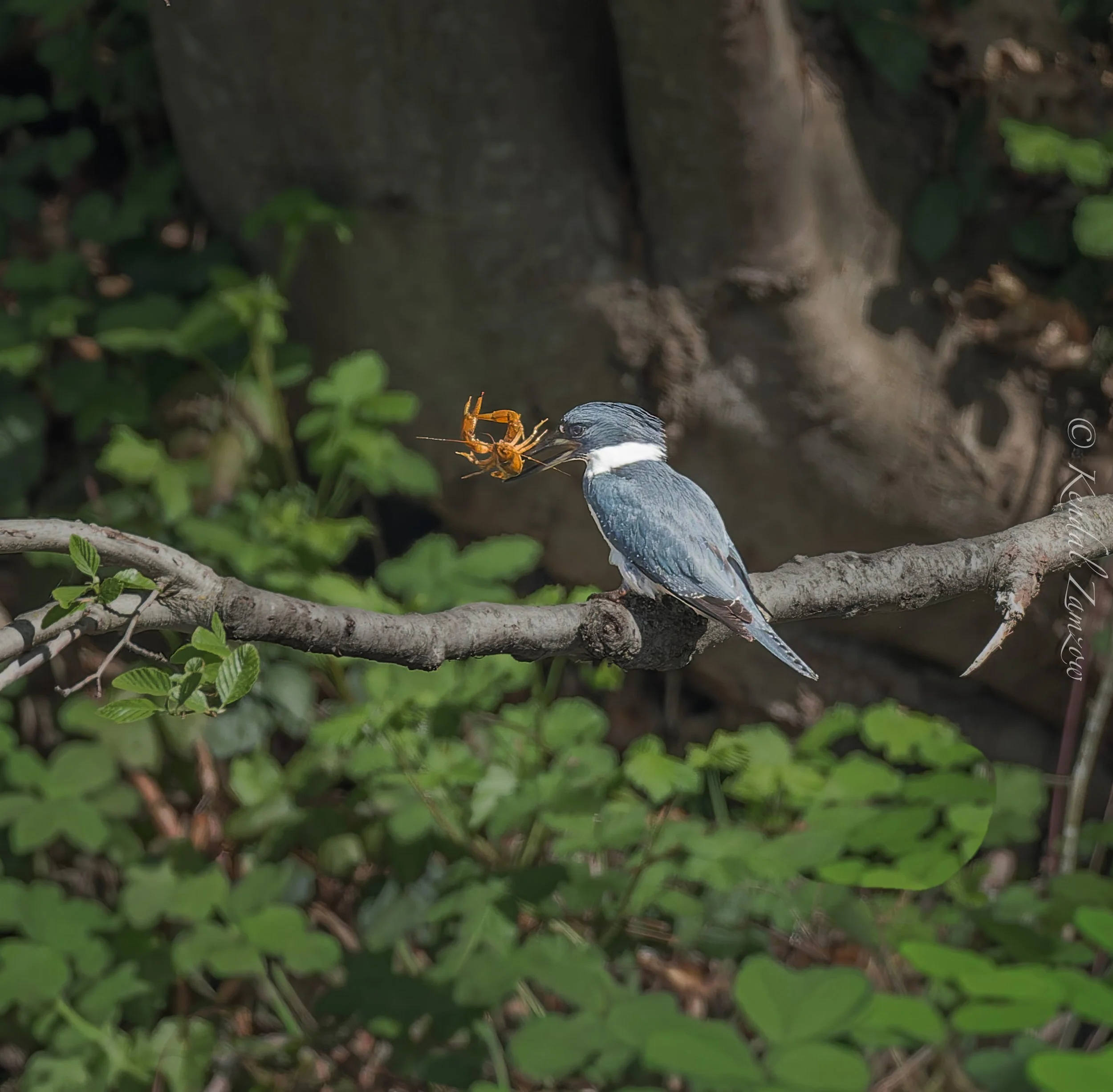 KTZ-March 28, 202600950-DxO_DeepPRIME XD3.jpg