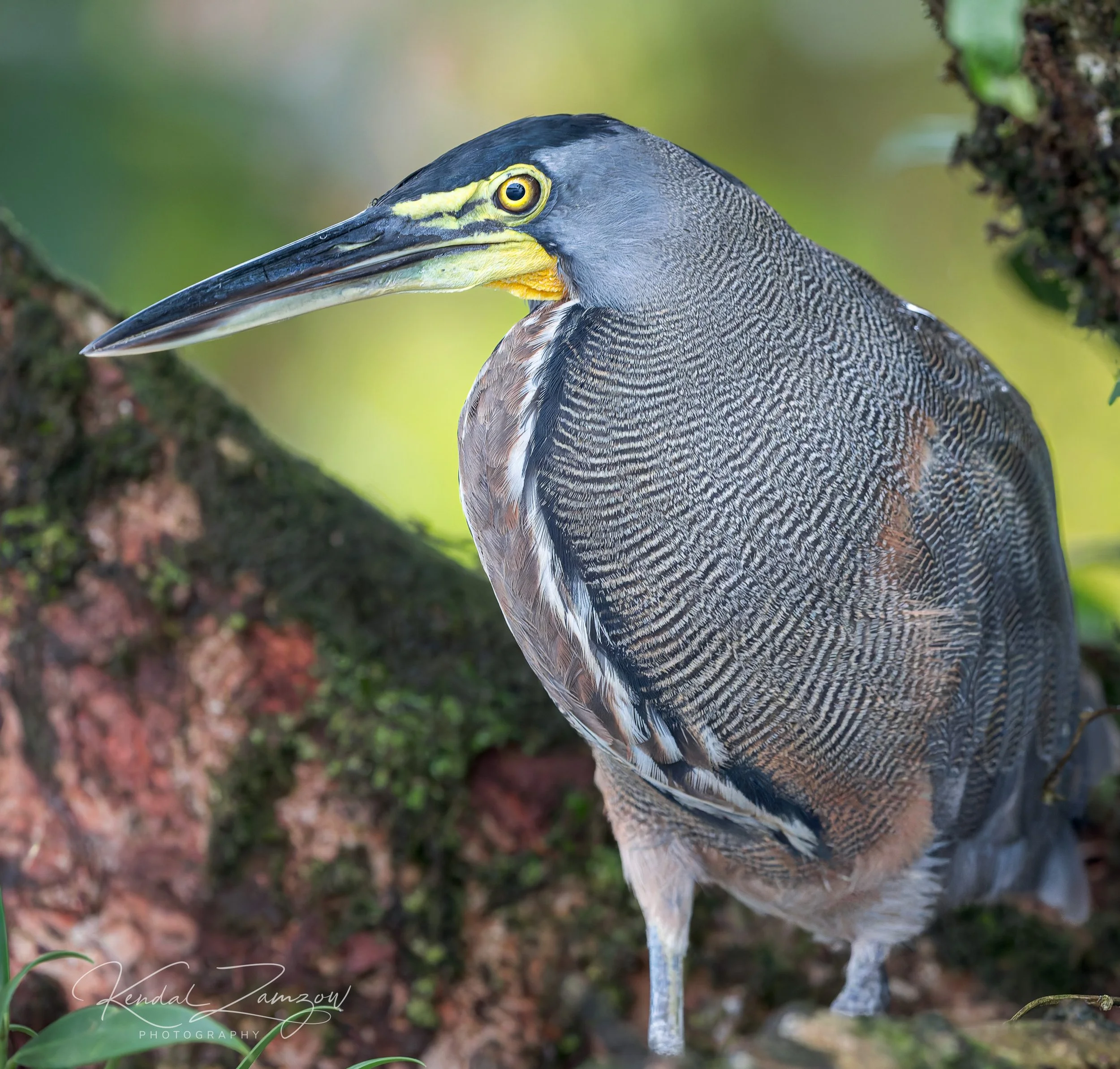 KTZ08268-DxO_DeepPRIME XD32026133.jpg
