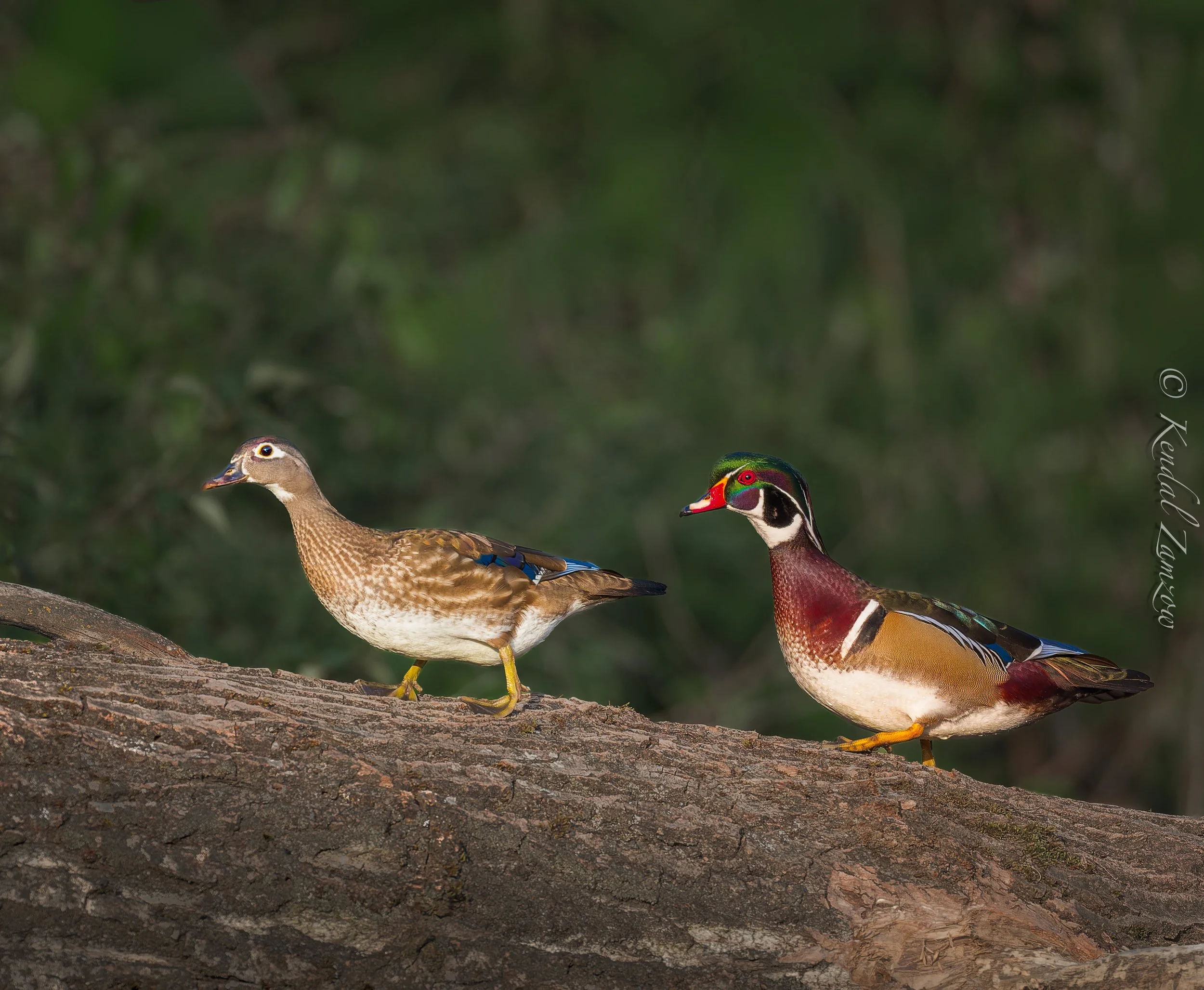 KTZ-April 07, 202600521-DxO_DeepPRIME XD3.jpg