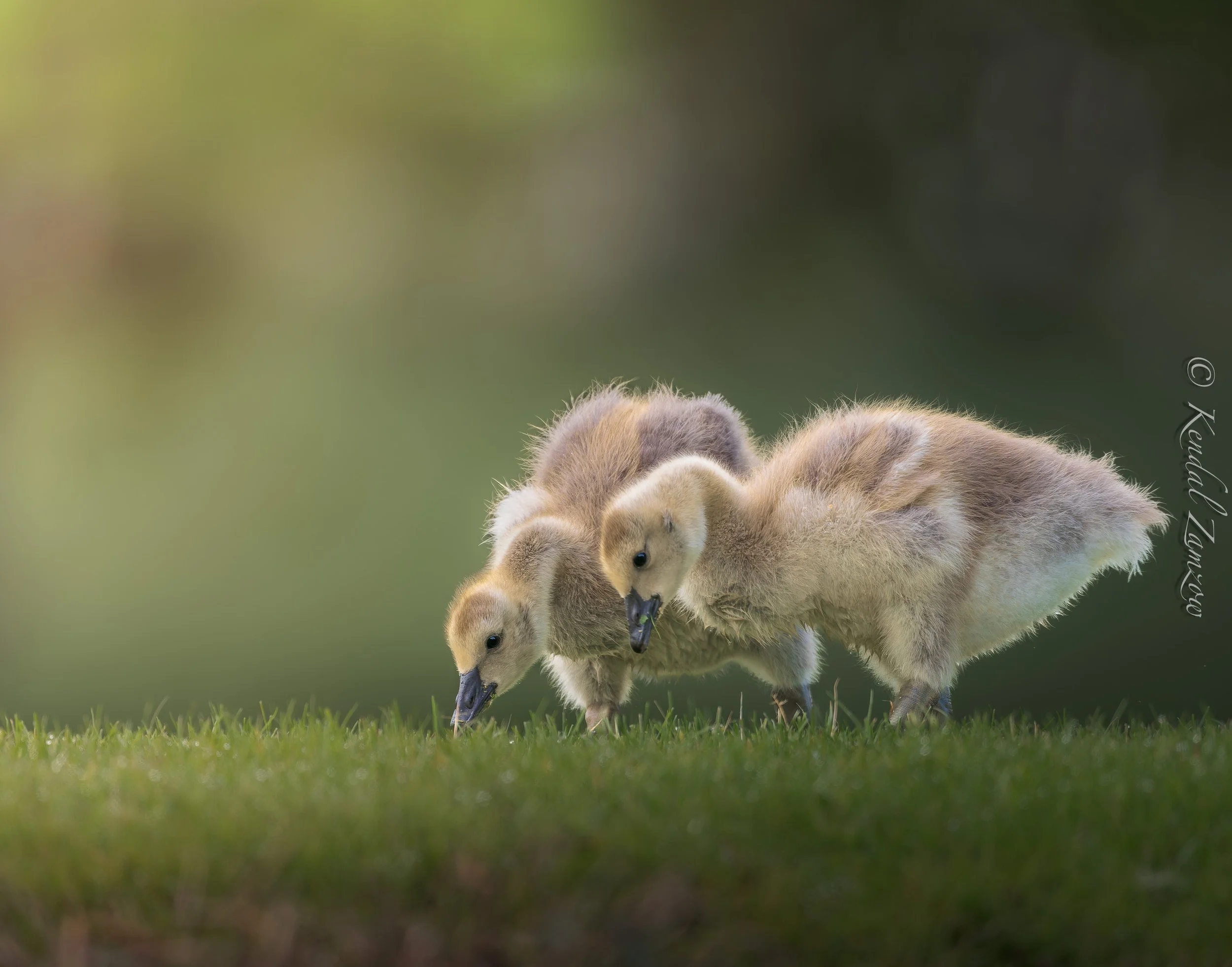 KTZ-April 14, 202603084-DxO_DeepPRIME XD3.jpg