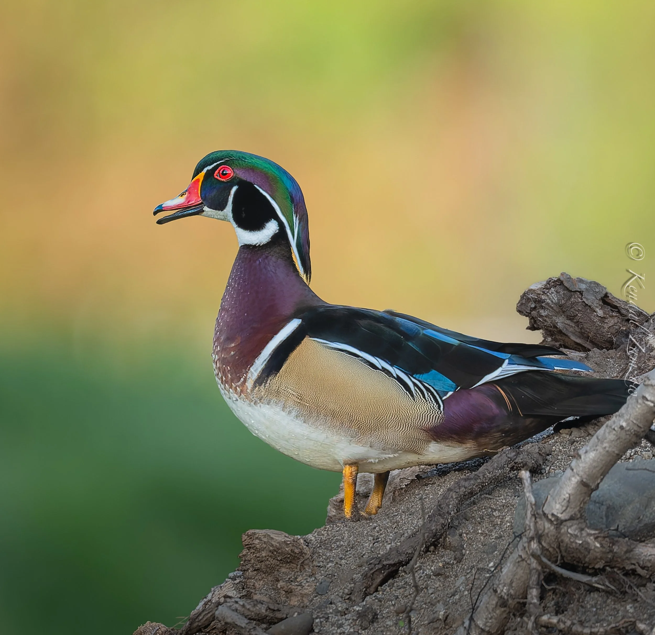 KTZ-April 07, 202600750-DxO_DeepPRIME XD3.jpg