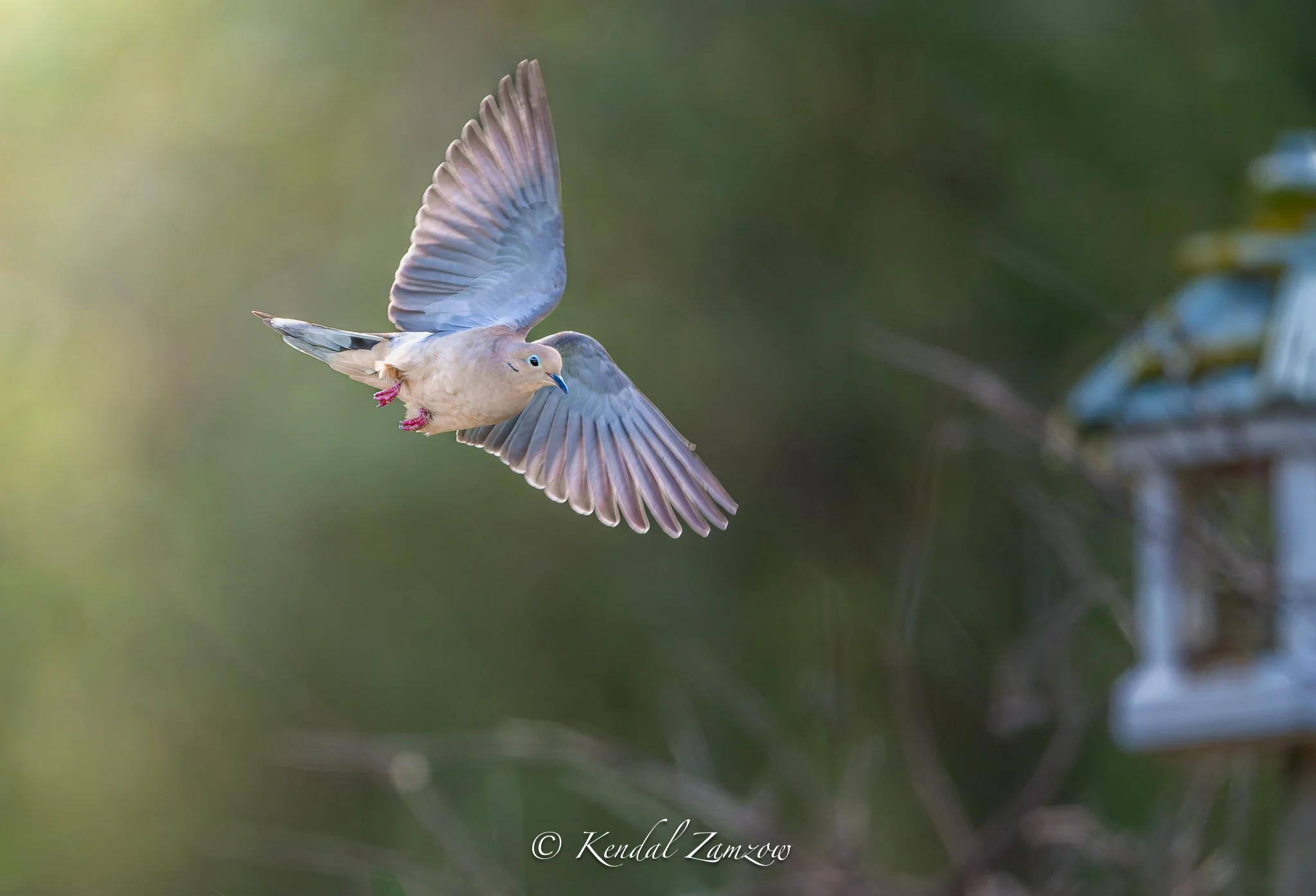 KTZ-April 12, 202601454-DxO_DeepPRIME XD3.jpg