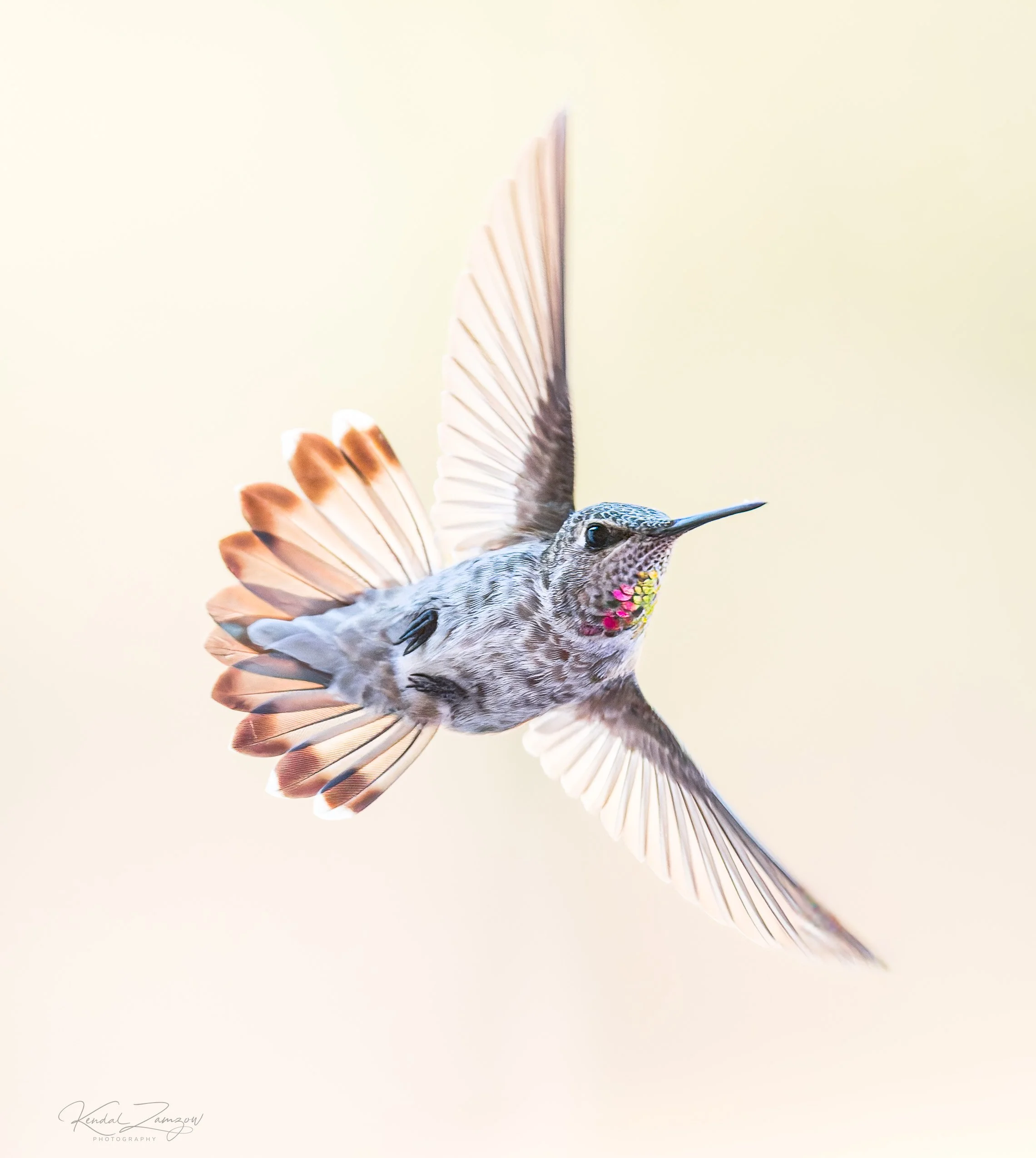 KTZ00931-DxO_DeepPRIME XD32026133.jpg