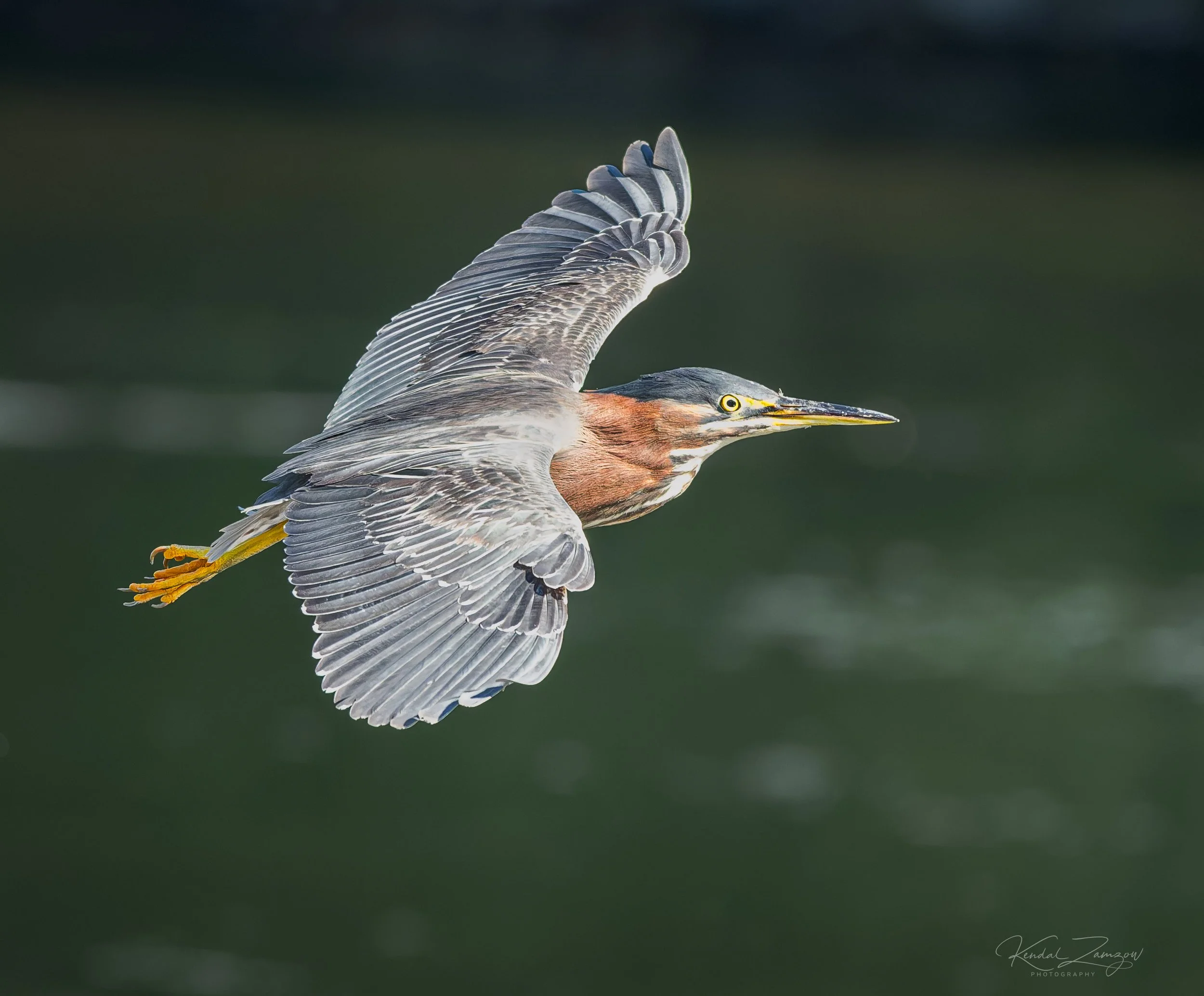 KTZ02008-DxO_DeepPRIME XD32026133.jpg
