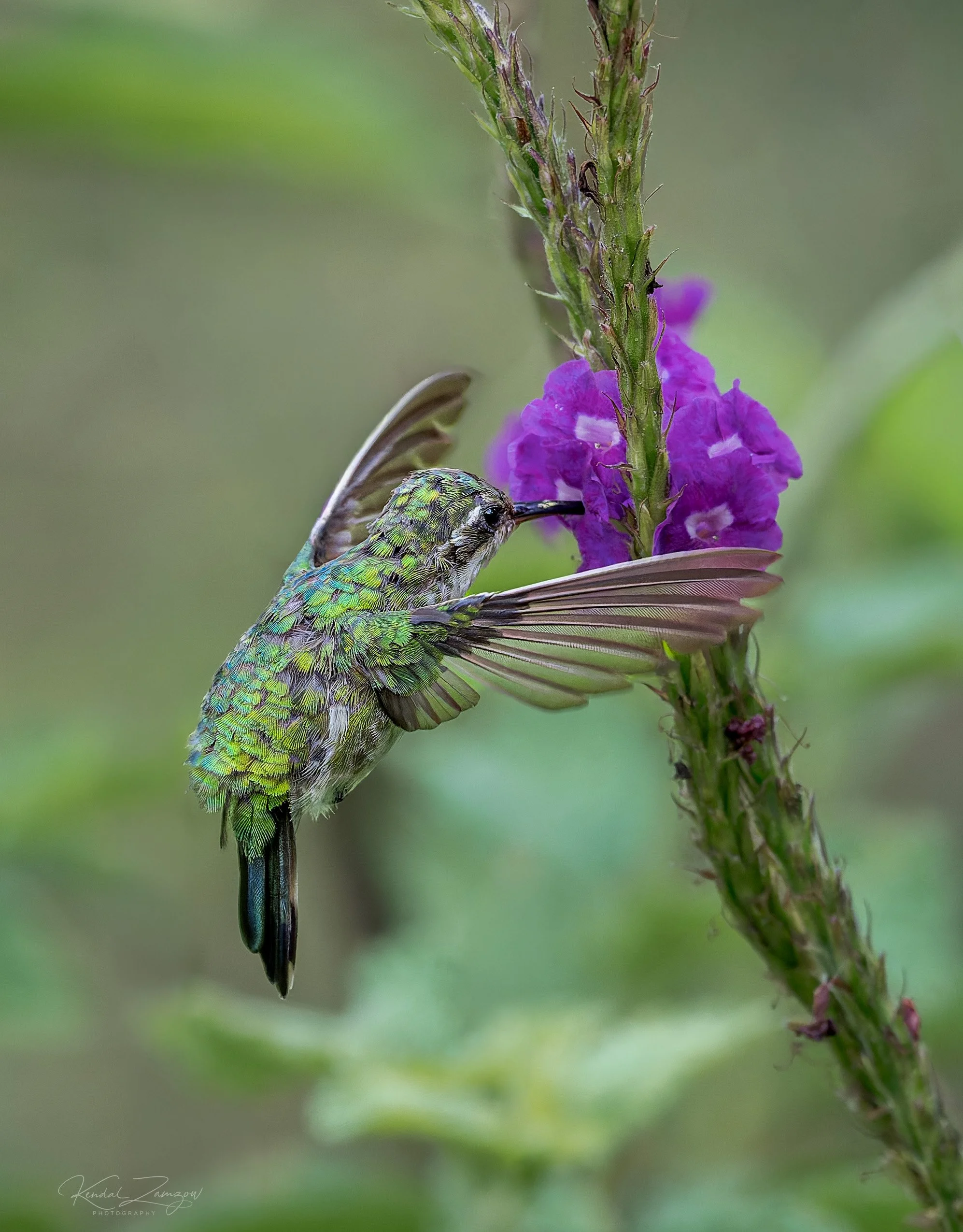 Canivet's Emerald.jpg