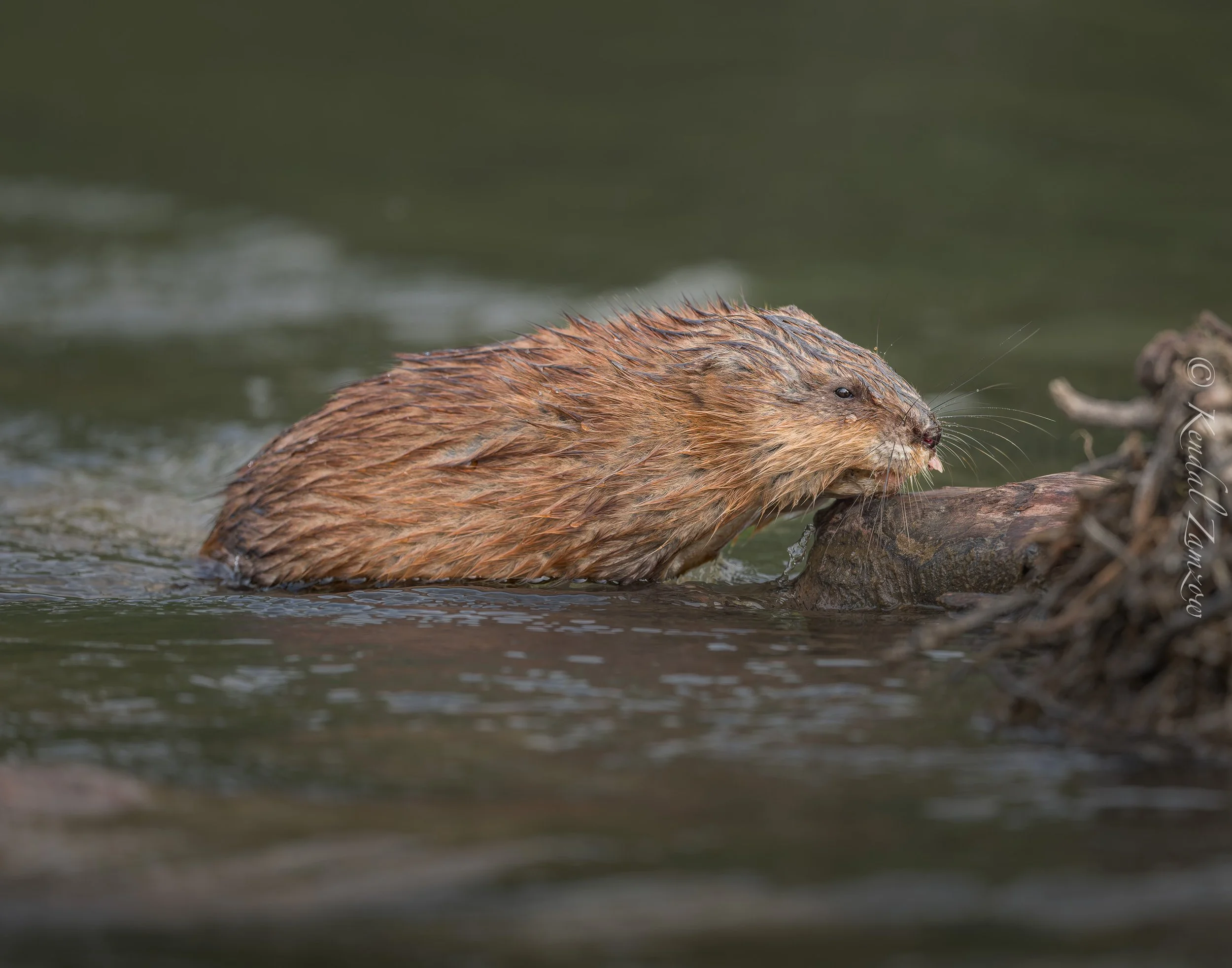 KTZ-April 13, 202602319-DxO_DeepPRIME XD3.jpg