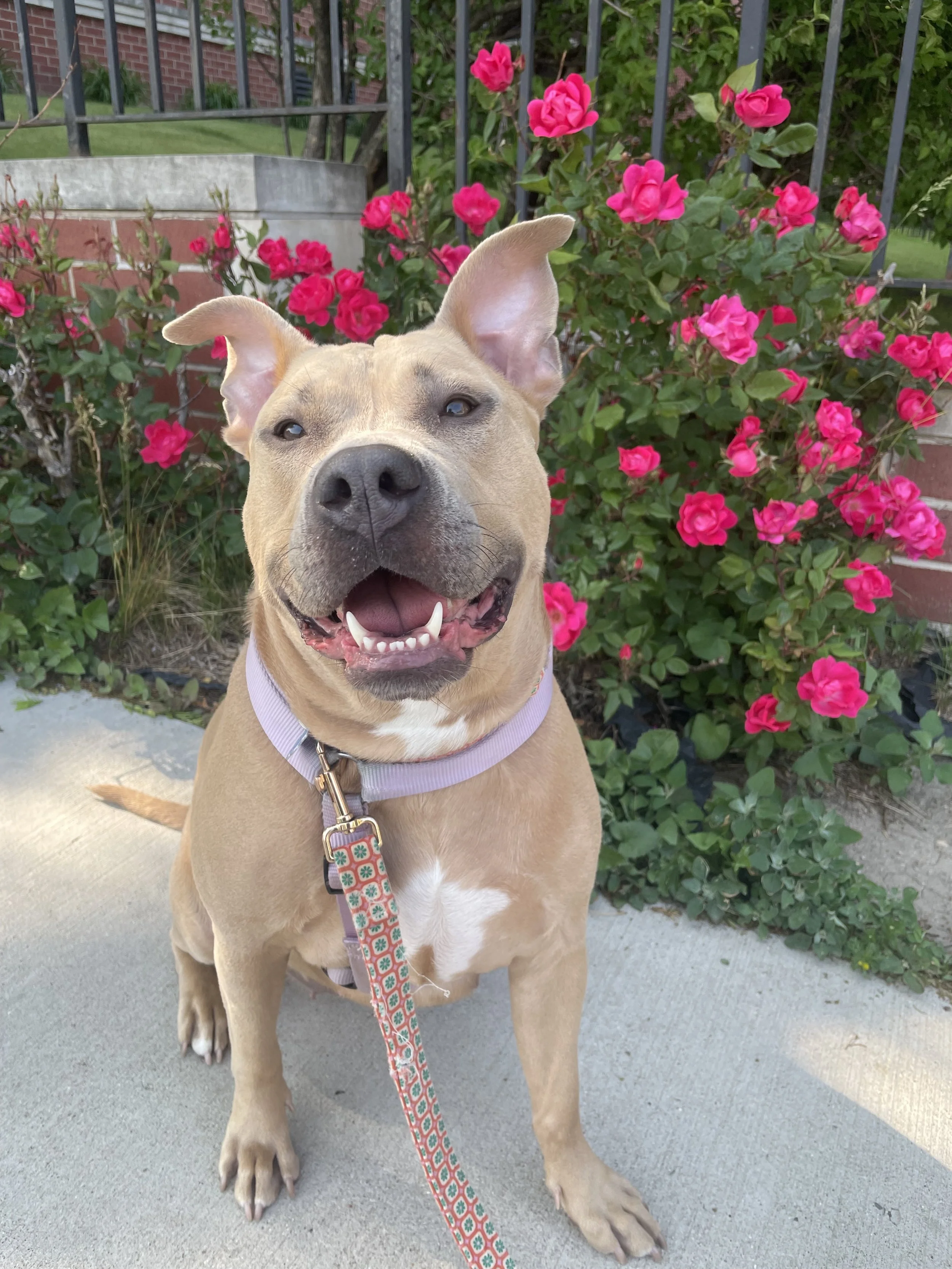 A happy tan and white dog with pointy ears sitting on a concrete sidewalk in front of pink roses and green foliage, wearing a light purple collar and leash.