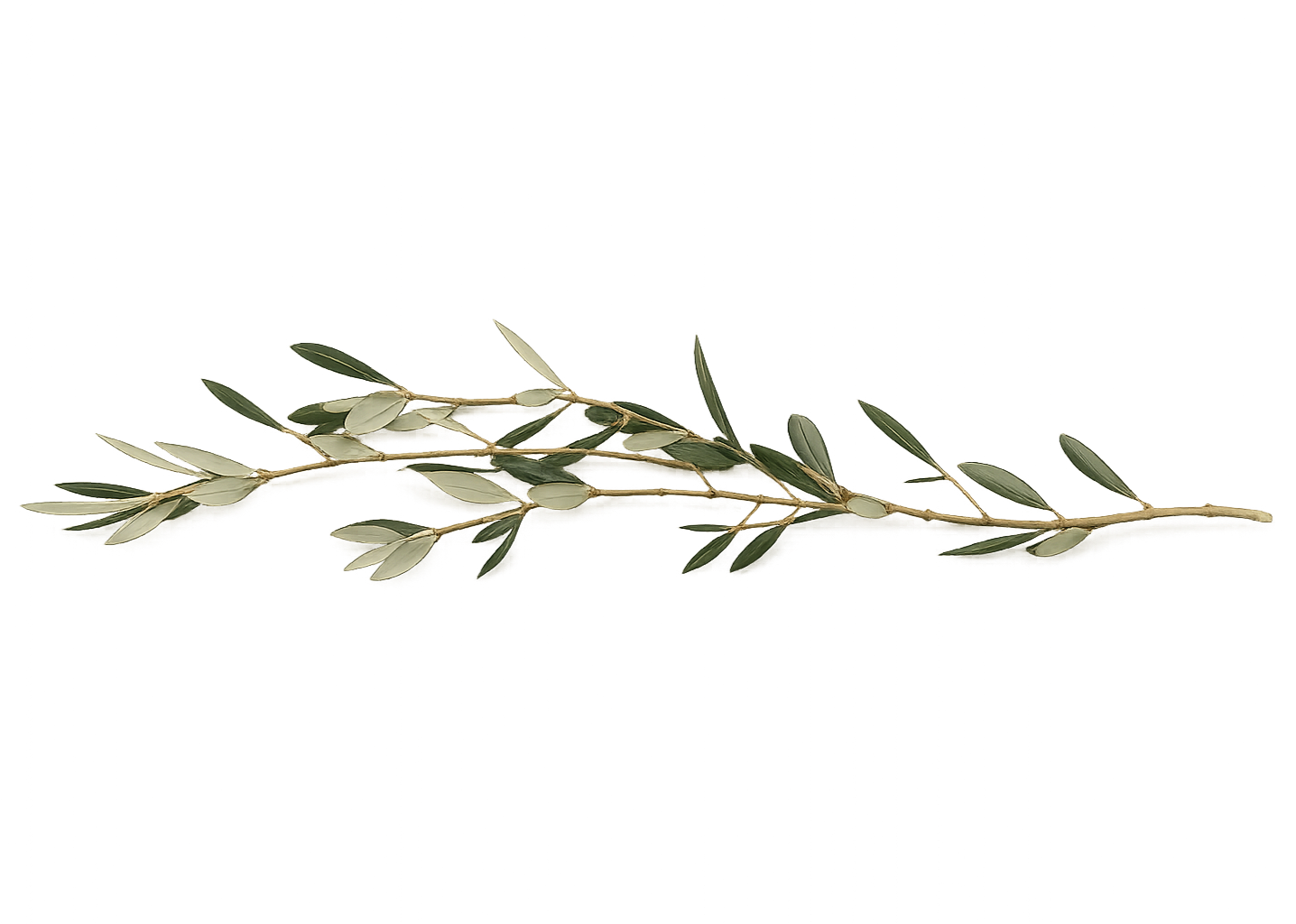 Olive branch page divider