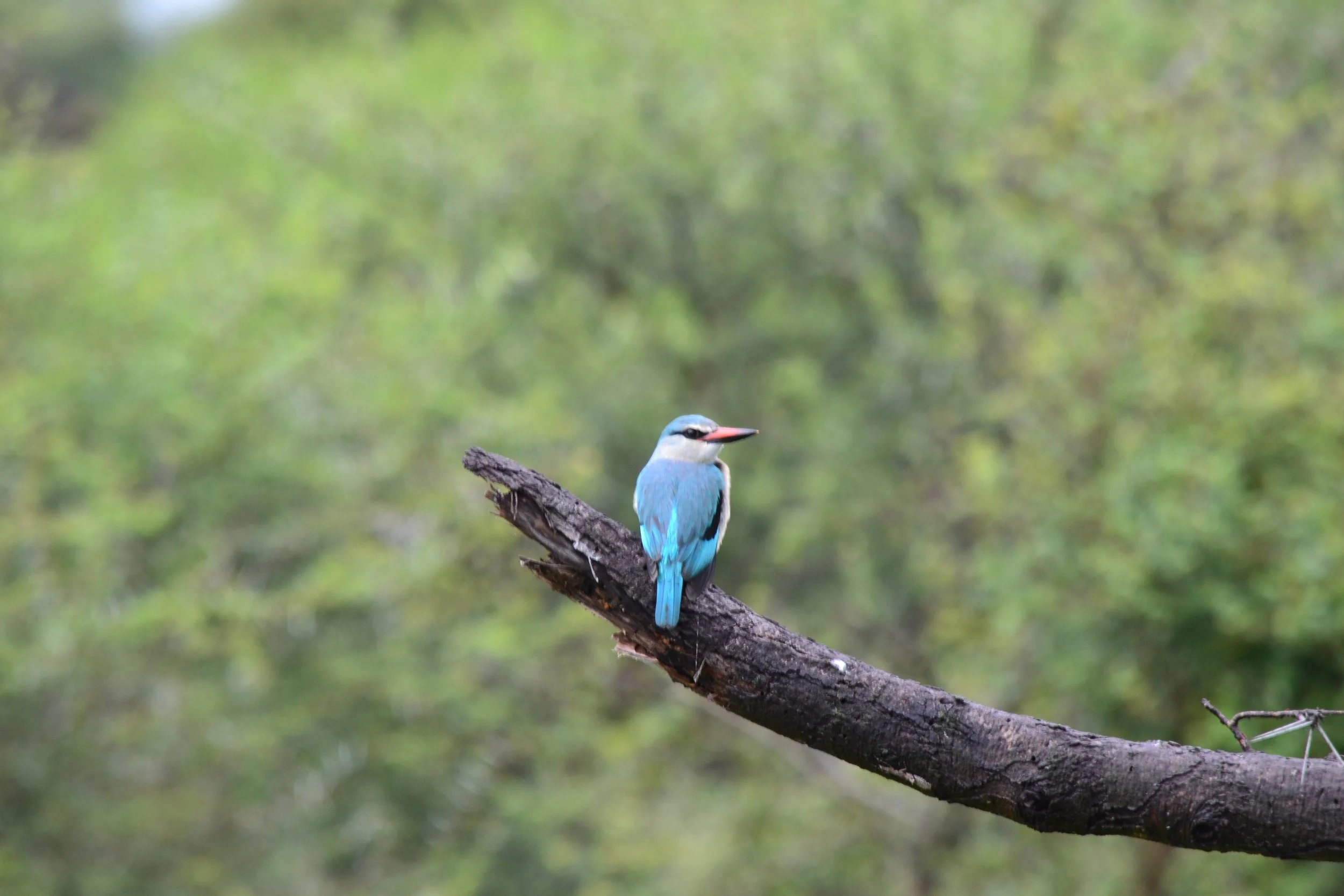 A Woodland Kingfisher near Divundu on the Kavango River in Namibia. February 2026. 
