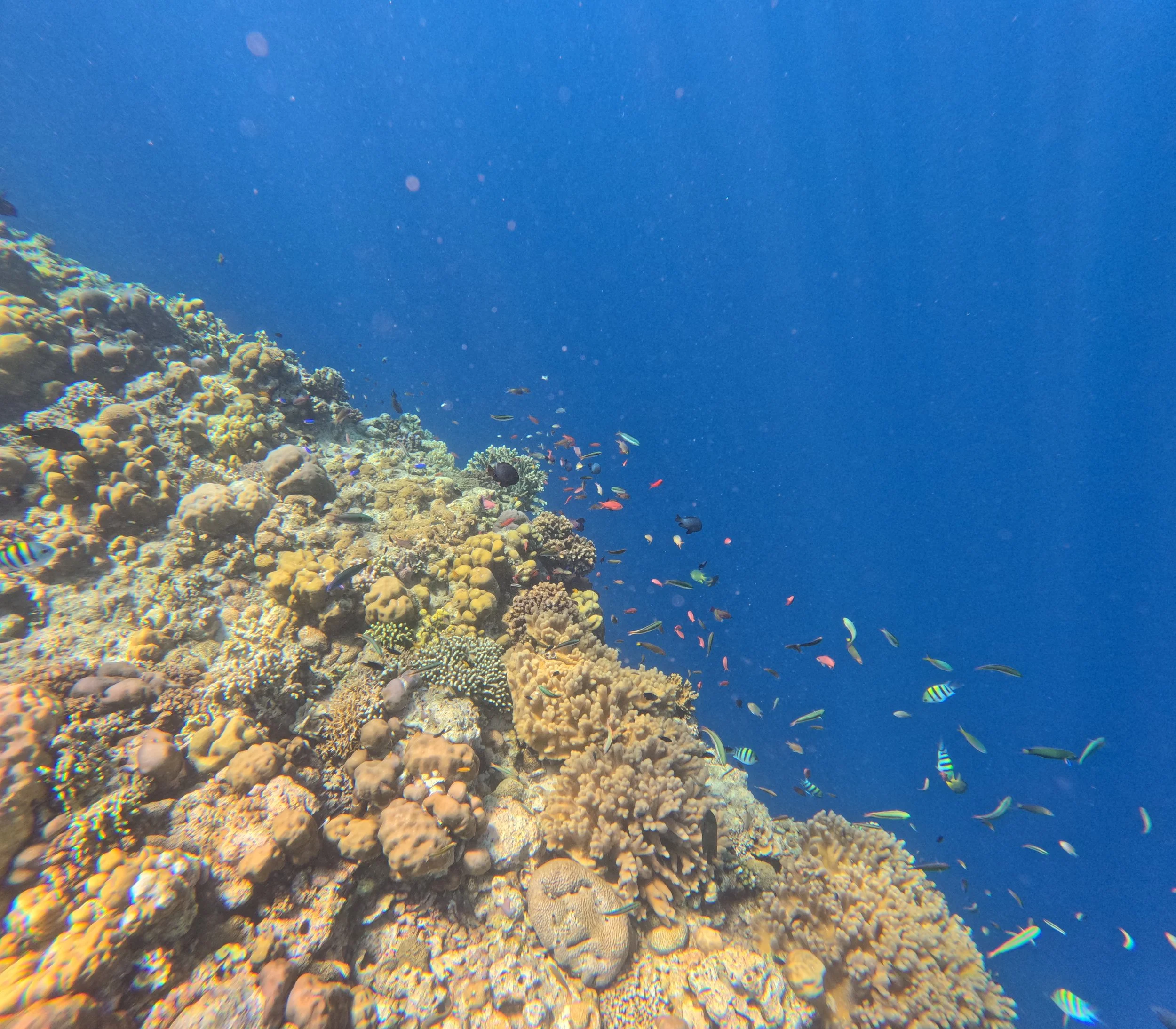 A reef, a precipice, and a lot of fish while snorkeling off Menjangan Island, Bali, Indonesia. April 2025.