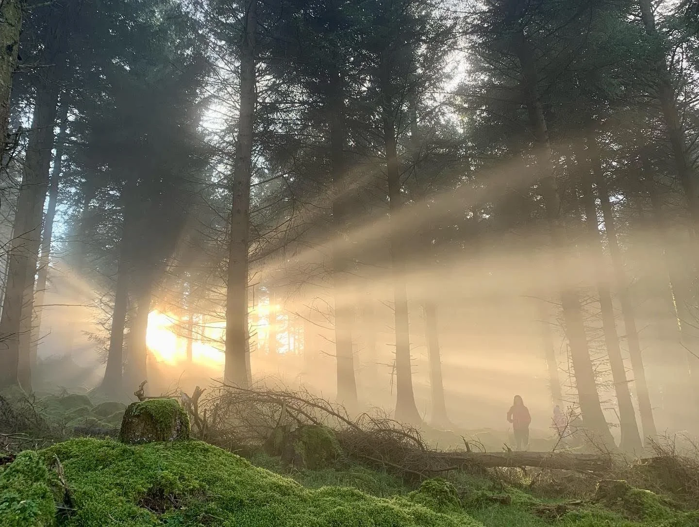 Mid afternoon, low in the sky sun through the trees of Tibradden Woods, outside of Dublin, Ireland. December 2021. 