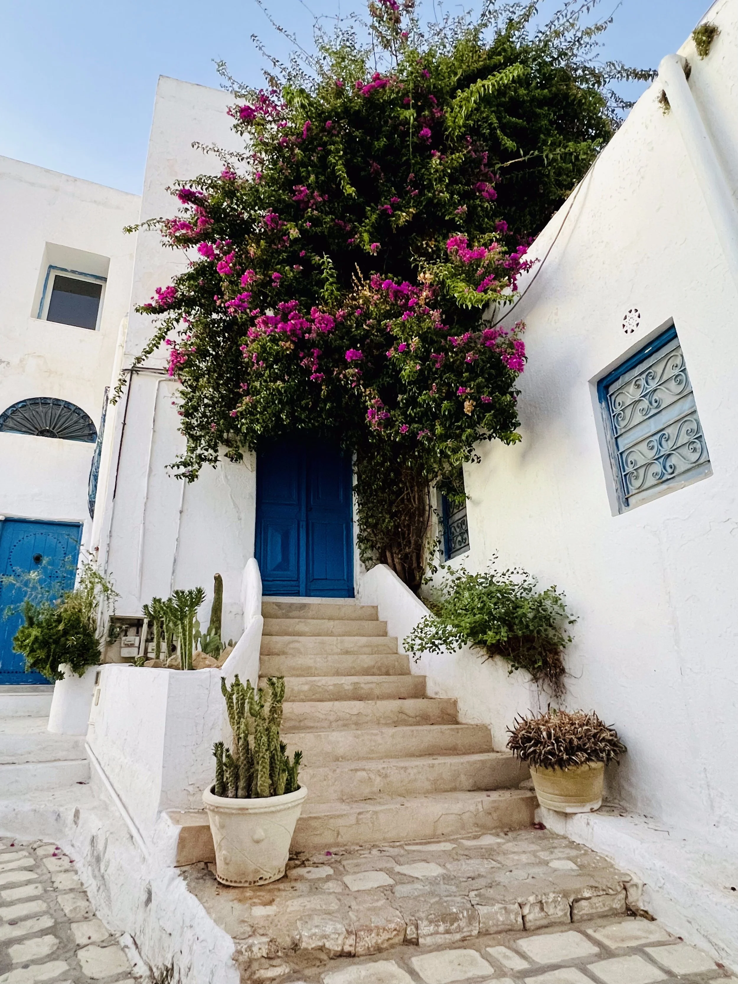 I love bougainvillea. Here's a healthy one in Sidi Bou Said, Tunisia. September 2024. 