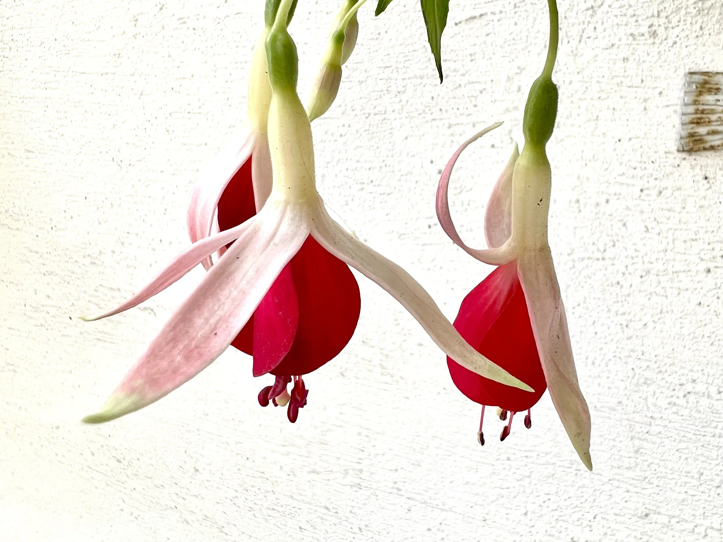 I love fuchsia. I also always struggle to spell it. Ireland has beautiful fuchsia, but these are from Vienna, Austria. September 2023. 