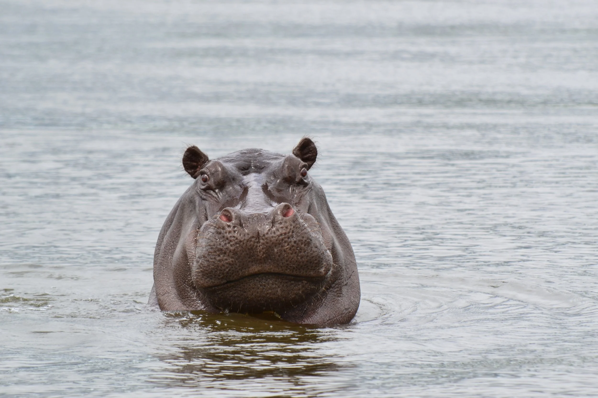 It's coming to get us! Chobe River, Botswana. February 2026.
