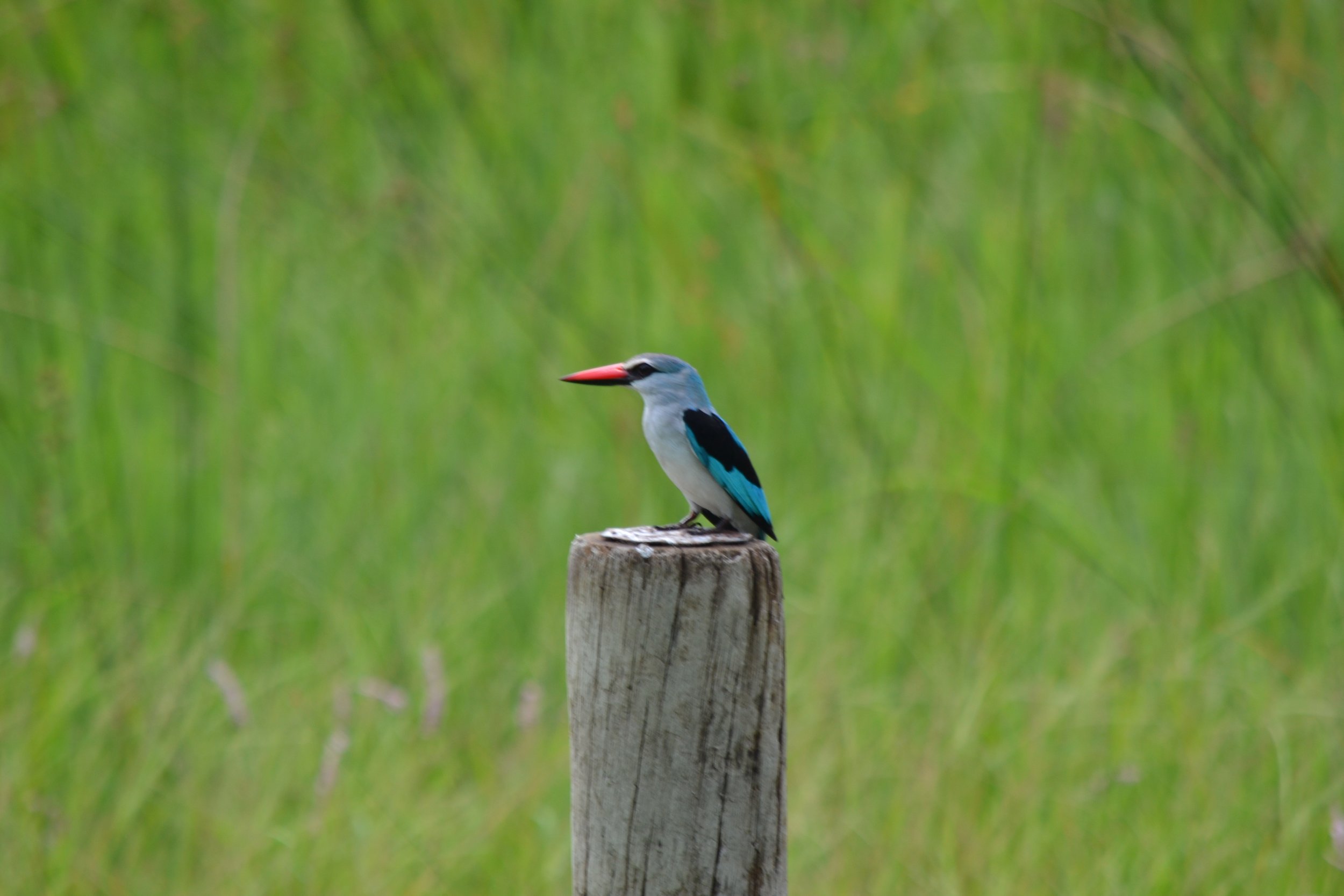 A Woodland Kingfisher near Thamalakane River Lodge, Botswana. February 2026. 