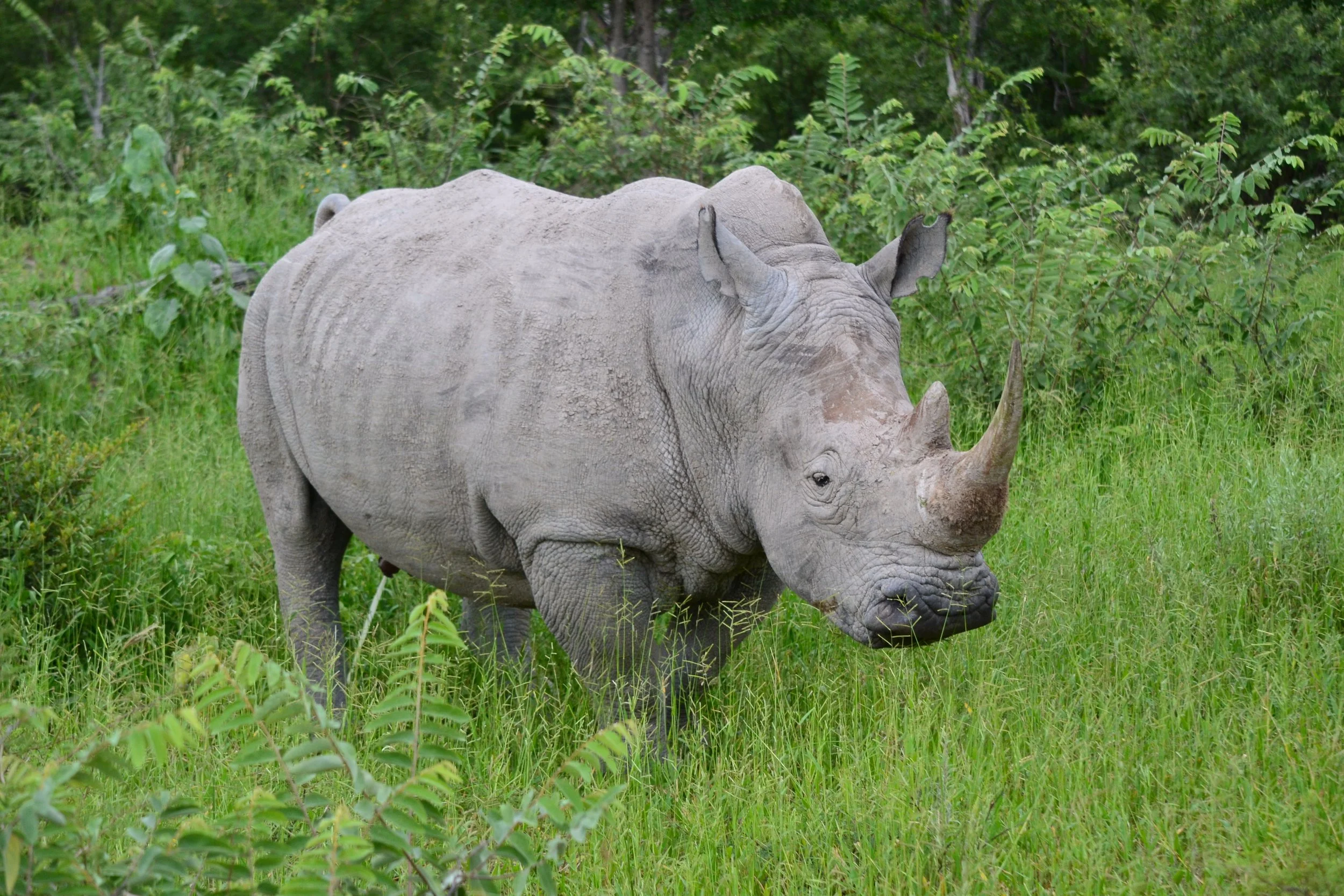 One of only a few of the seriously endangered white rhinoceros in the private Onguma Reserve next to Etosha National Park in Namibia. February 2026. 