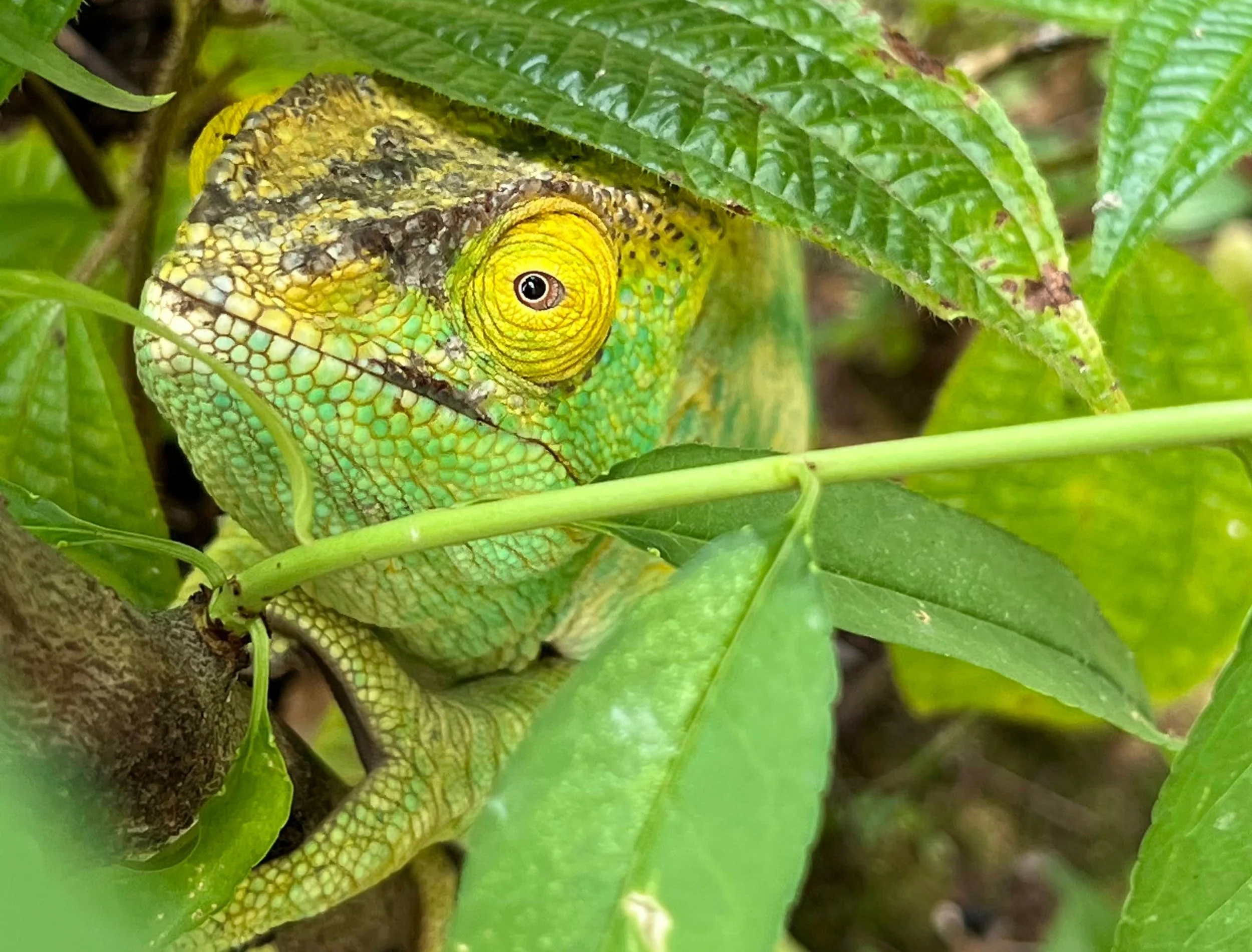Another amazing chameleon in Madagascar. Such cool critters. Near-ish to Antananarivo, the capitol. November 2022. 